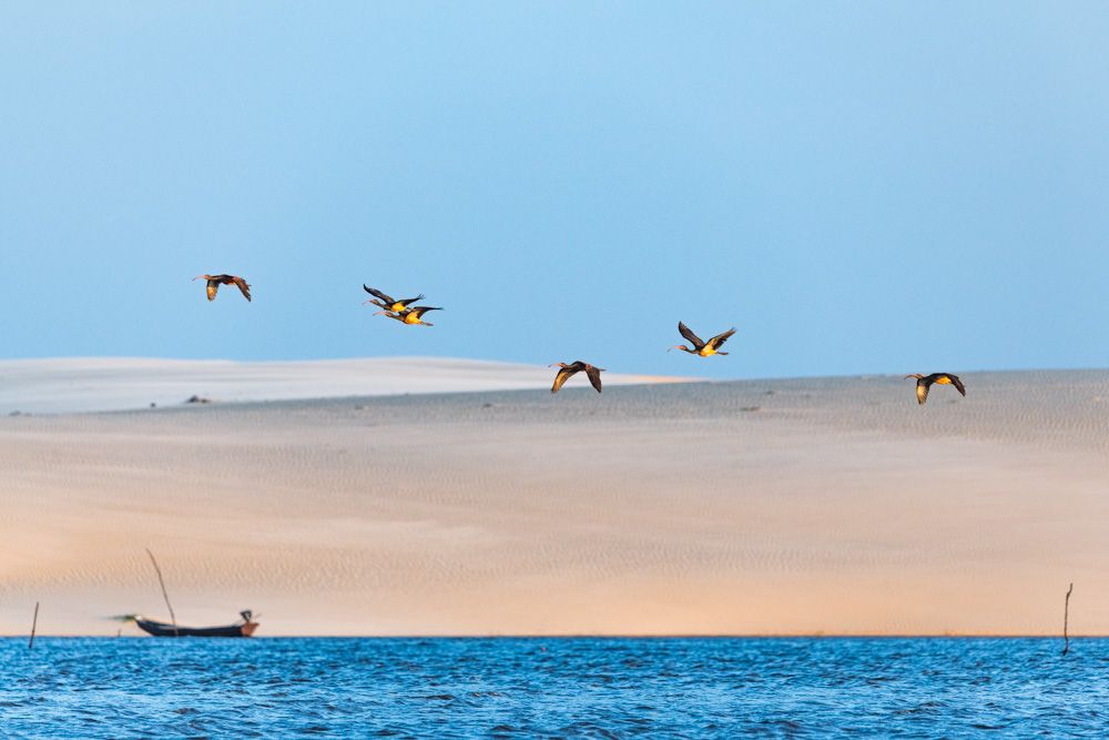 Lençois Maranhenses - Aves - 2 - 3