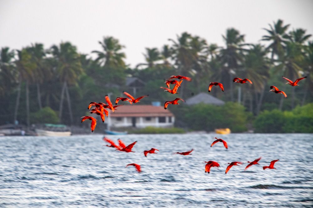 Lençois Maranhenses - Aves - 2 - 3