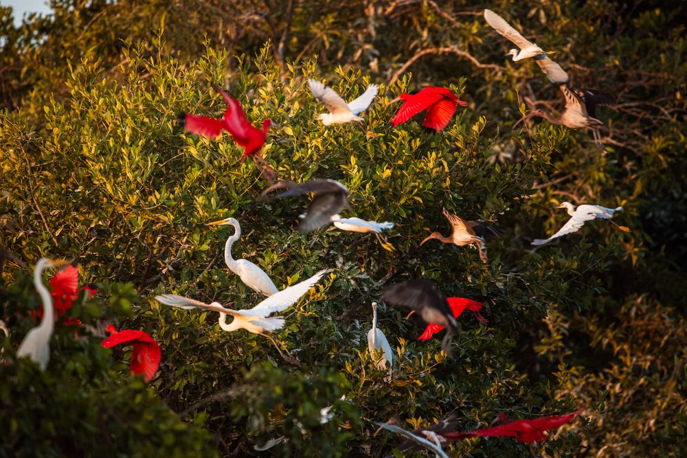 Lençois Maranhenses - Aves - 2 - 2
