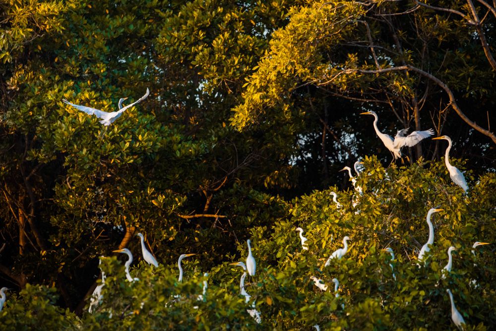 Lençois Maranhenses - Aves - 2 - 0