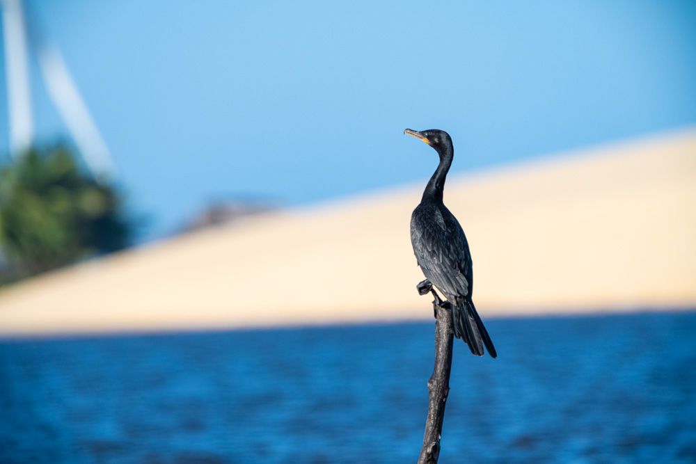 Lençois Maranhenses - Aves - 2 - 3