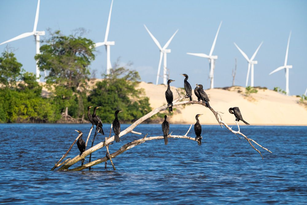 Lençois Maranhenses - Aves - 2 - 1