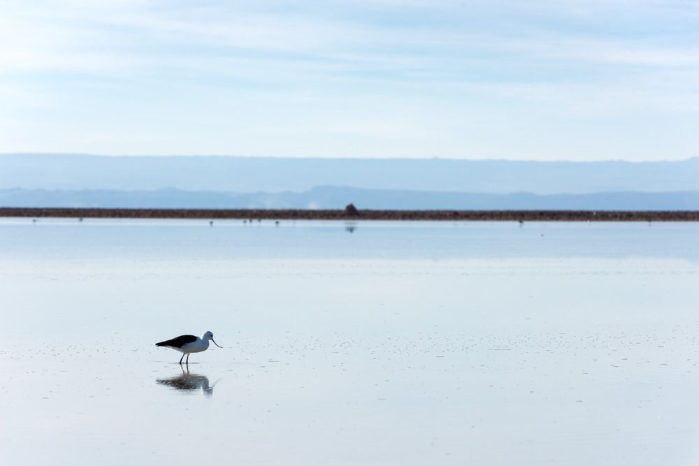 Deserto do Atacama - 2 - 0
