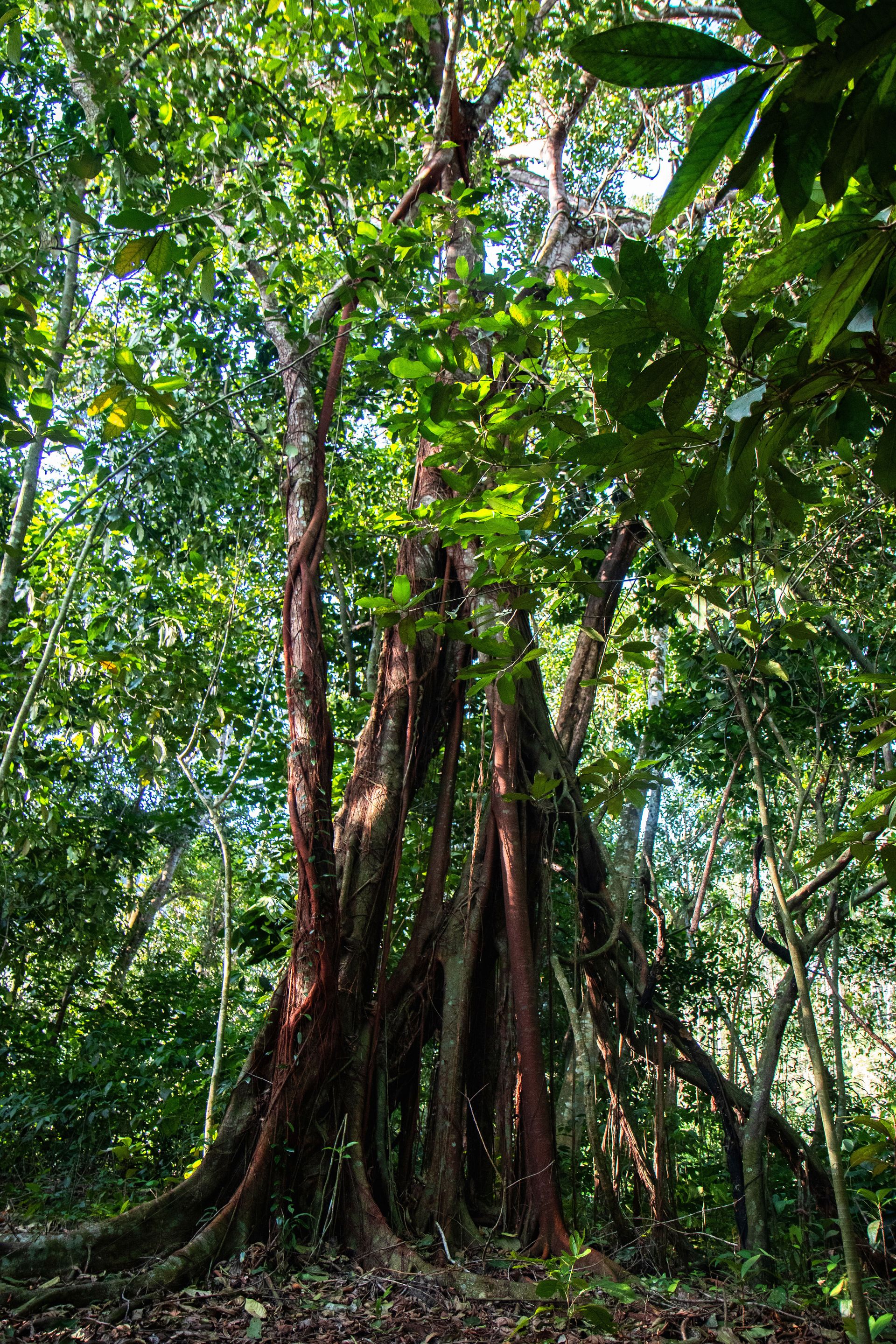 No coração da Mata Atlântica - 3 - 0