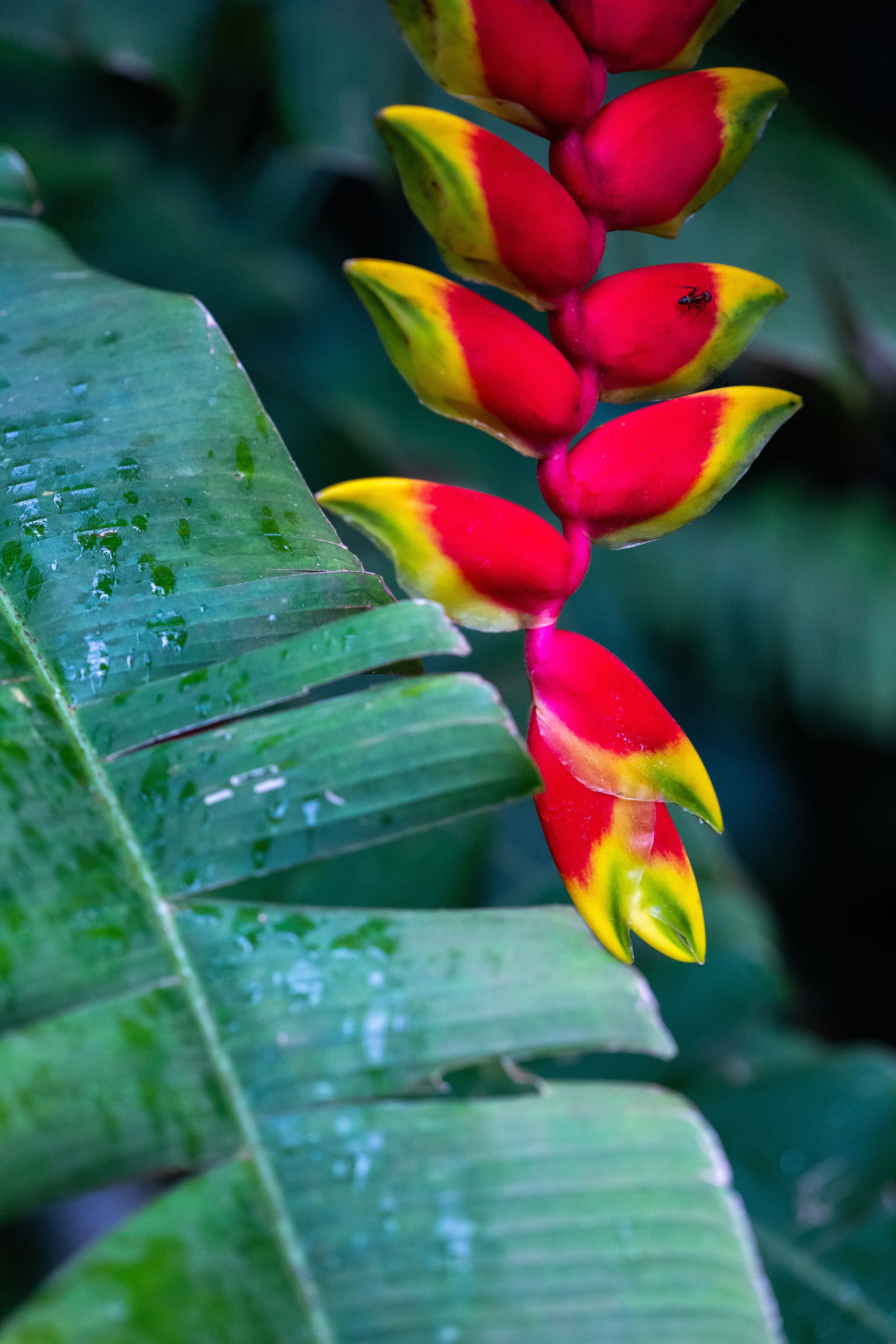 No coração da Mata Atlântica - 3 - 0