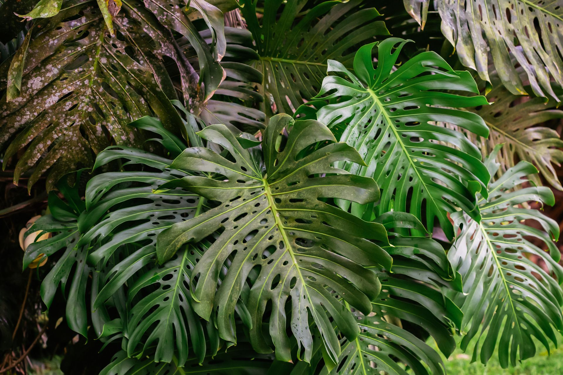 No coração da Mata Atlântica - 3 - 1