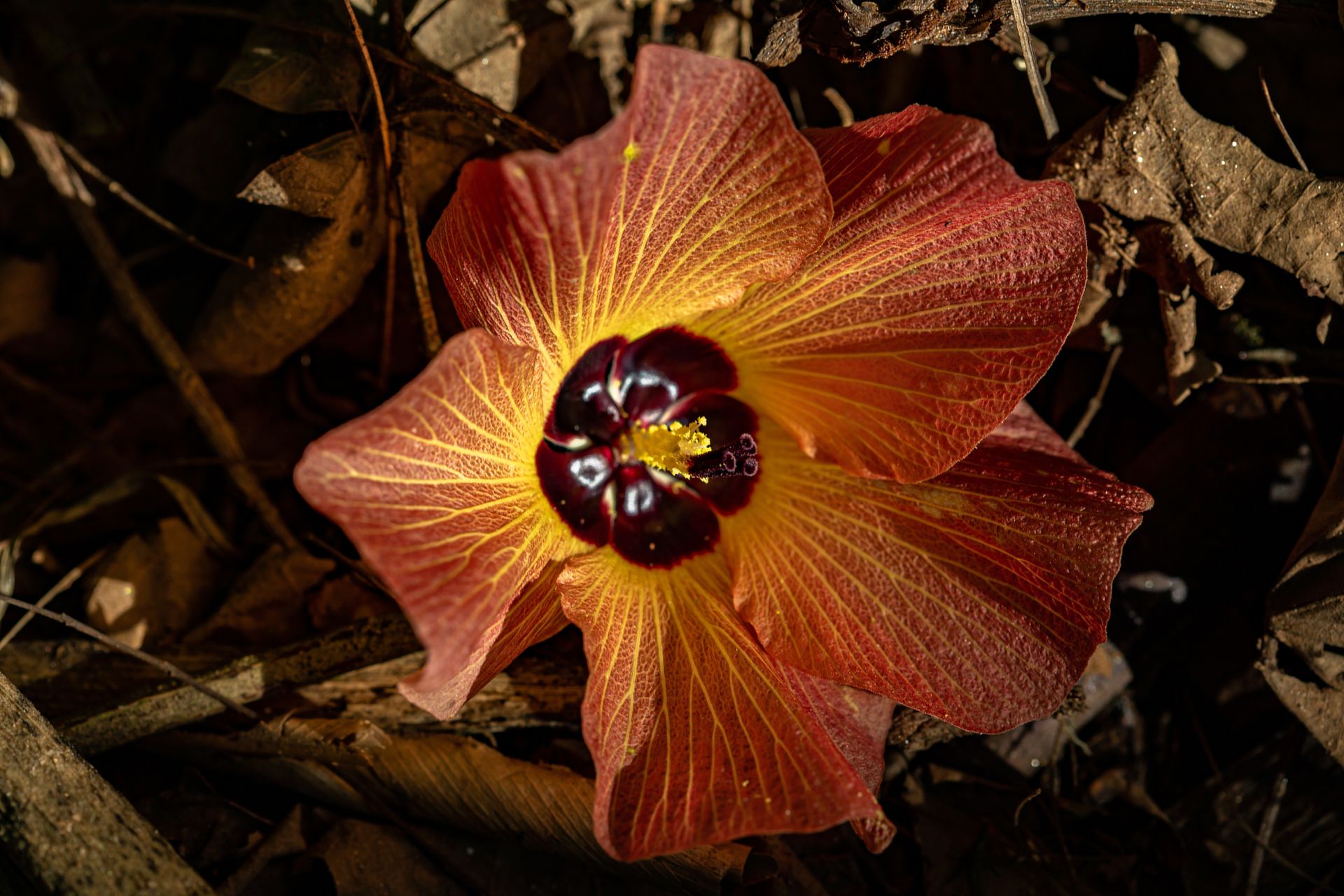 No coração da Mata Atlântica - 3 - 1