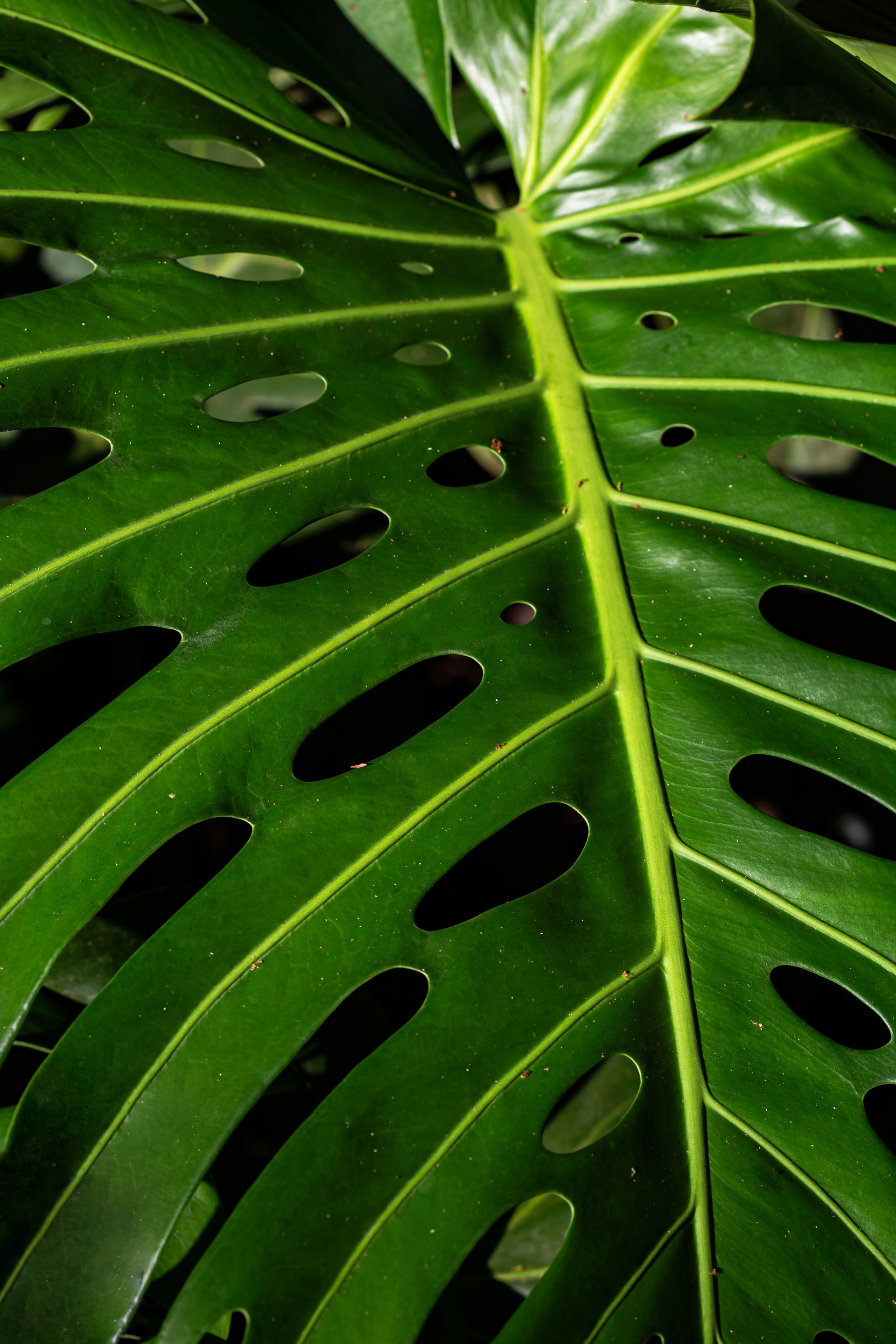 No coração da Mata Atlântica - 3 - 0