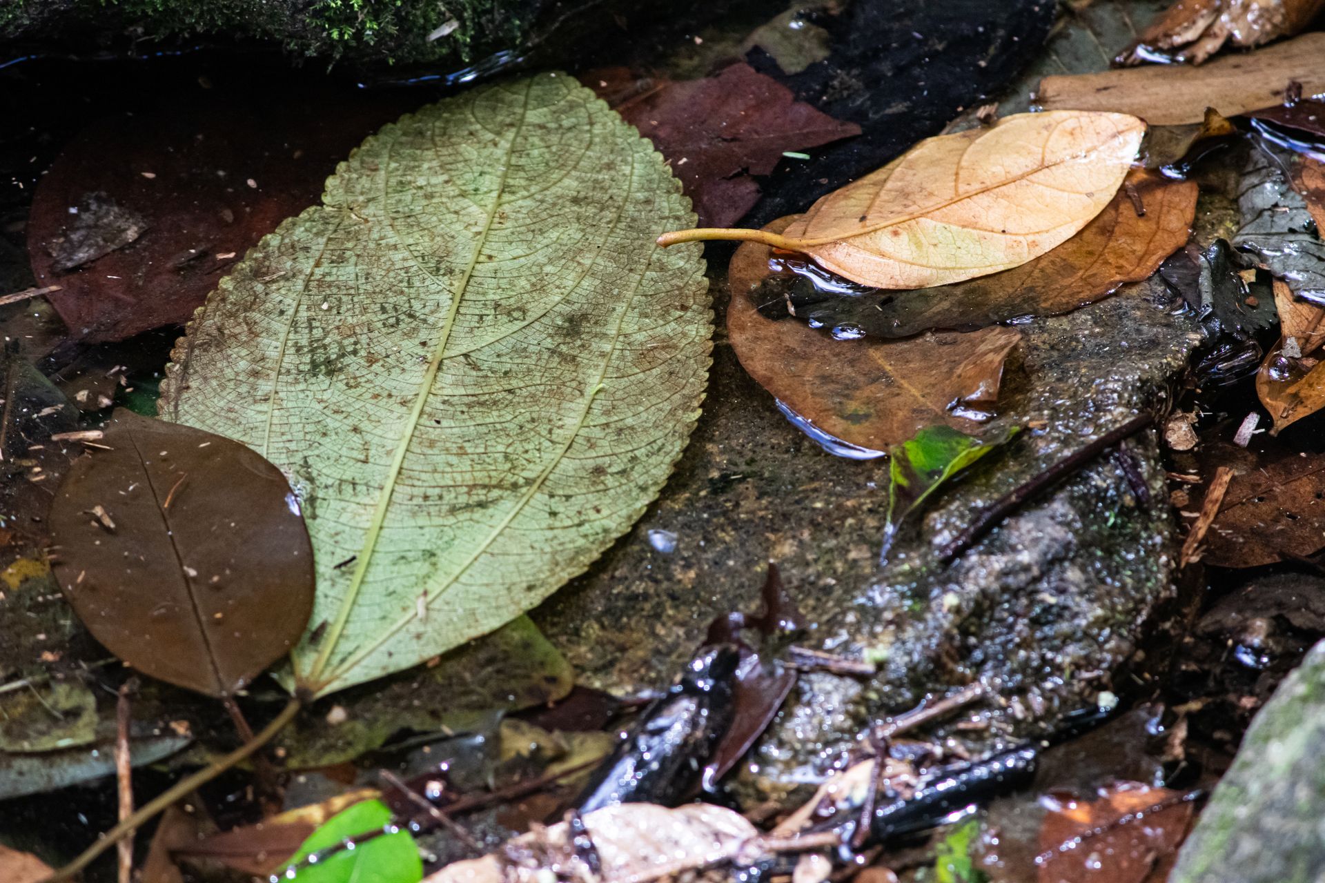 No coração da Mata Atlântica - 3 - 1