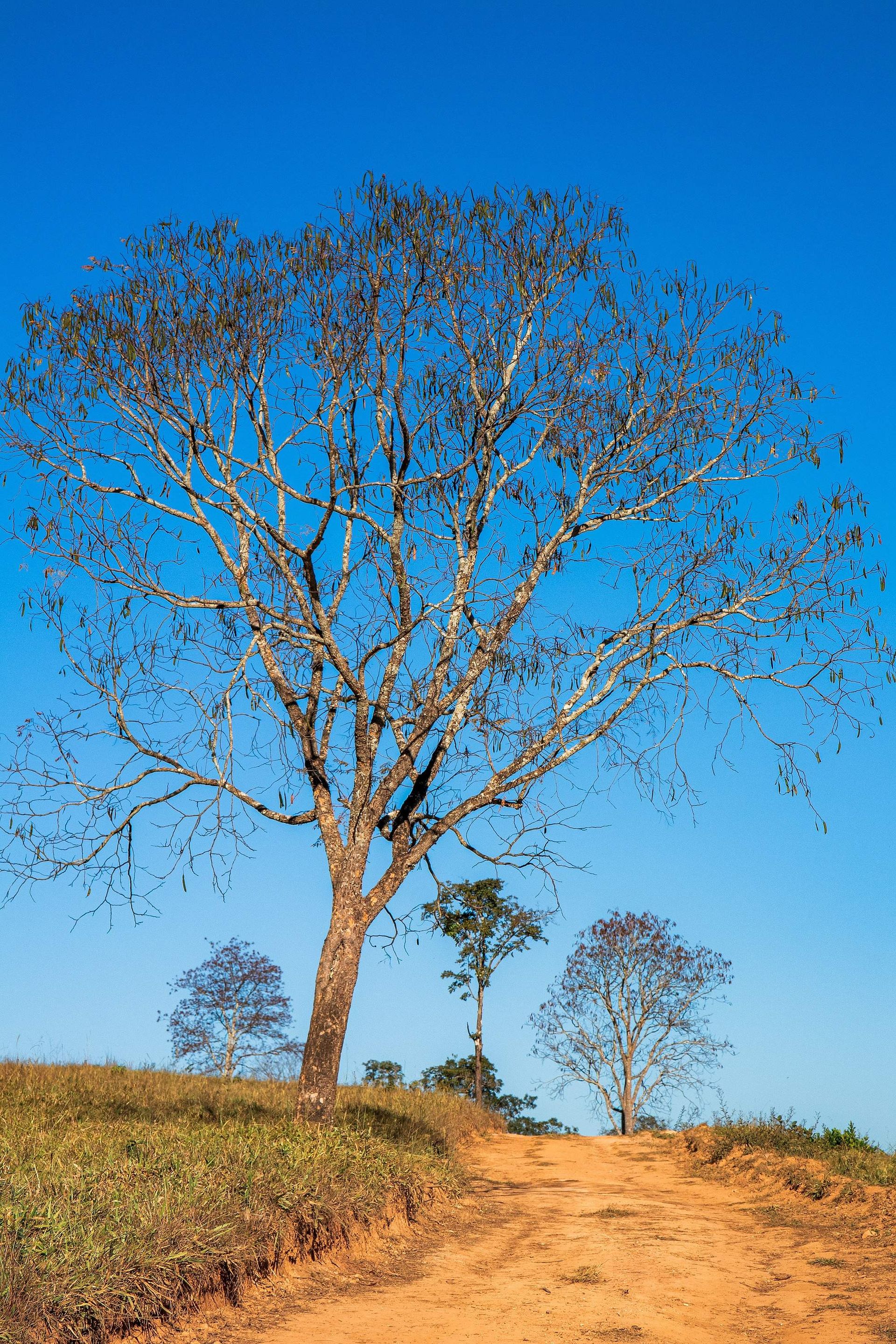 Canastra Feelings - 2 - 0