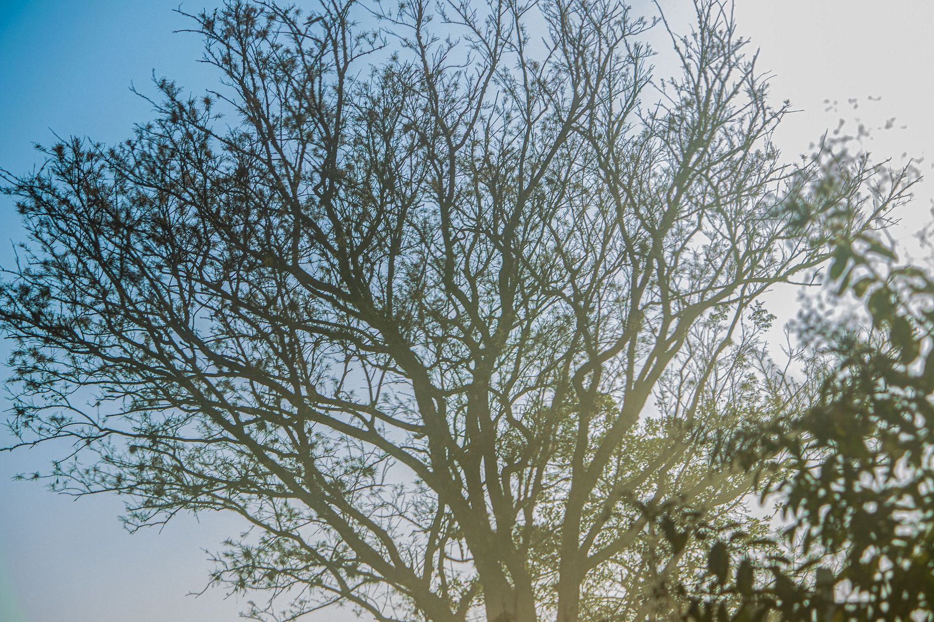 Canastra Feelings - 2 - 0