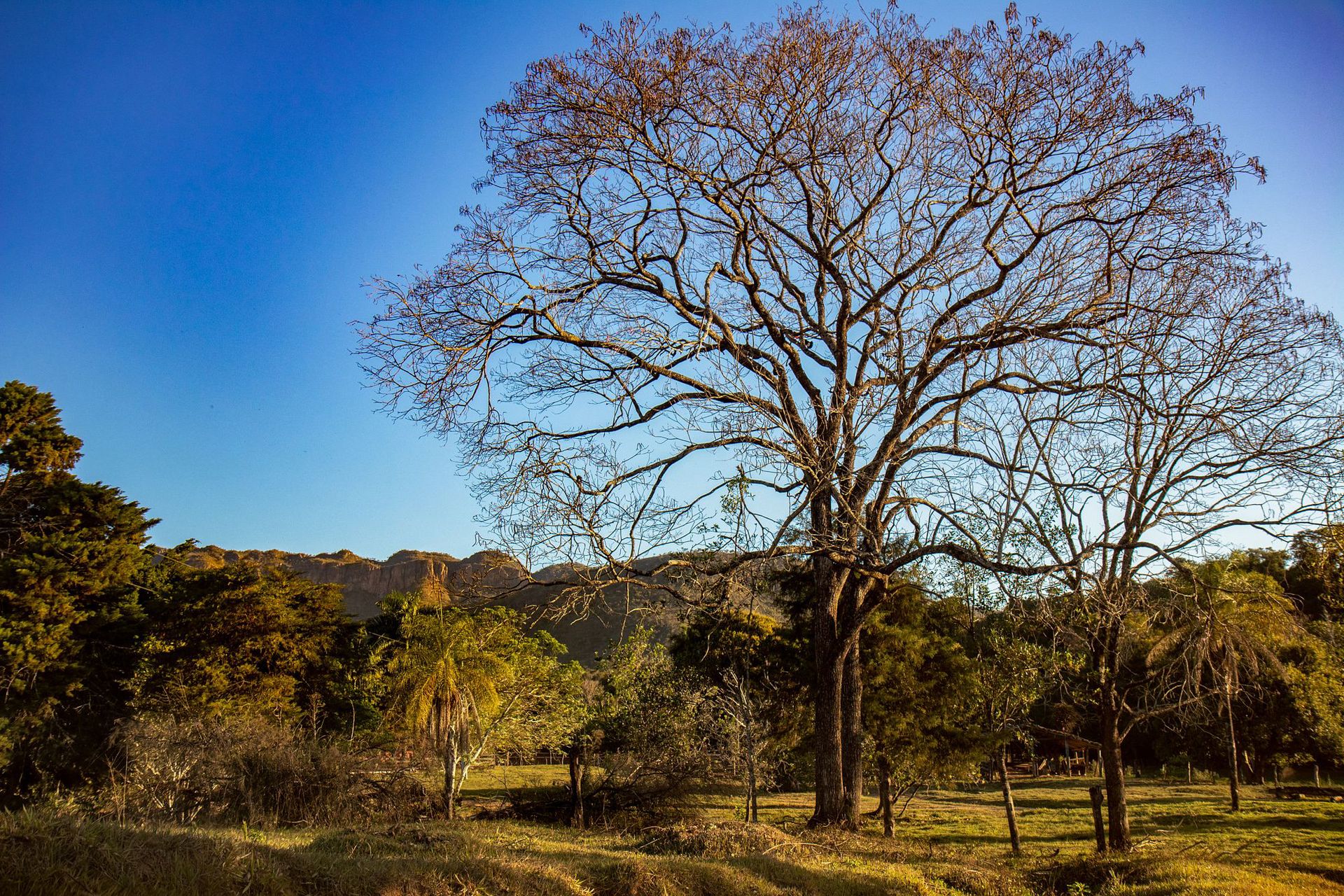 Canastra Feelings - 2 - 1