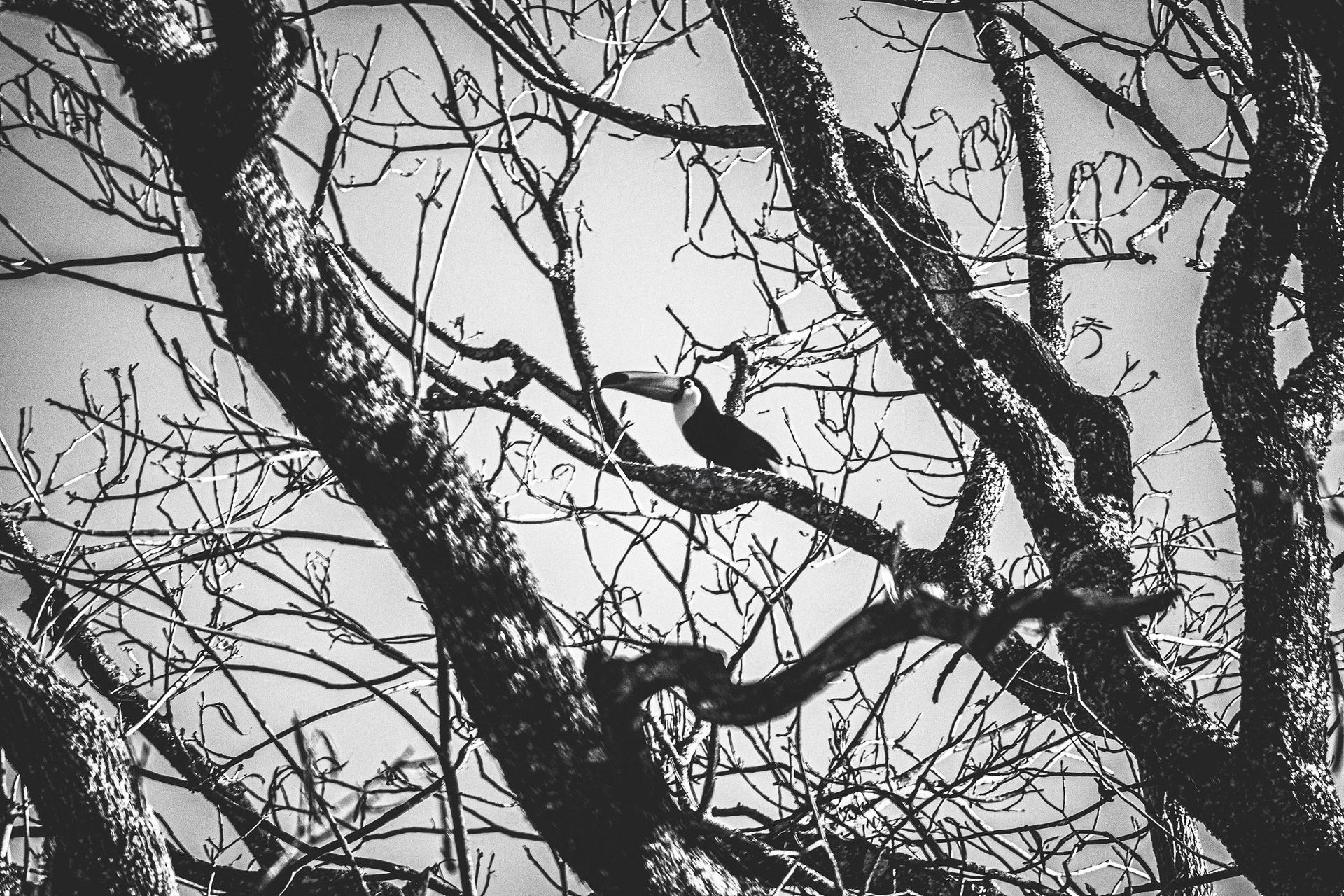 Canastra Feelings - 2 - 1