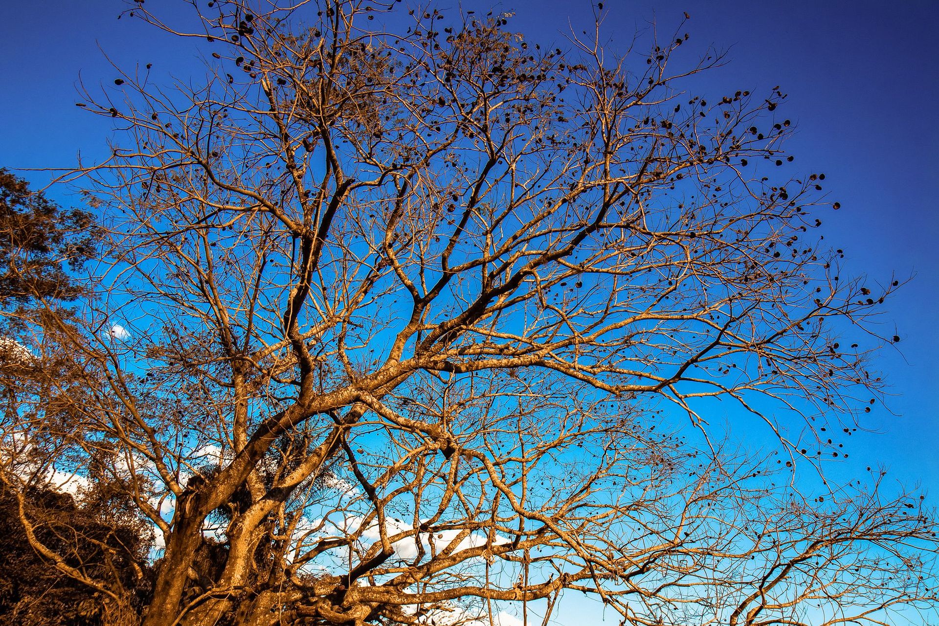 Canastra Feelings - 2 - 0