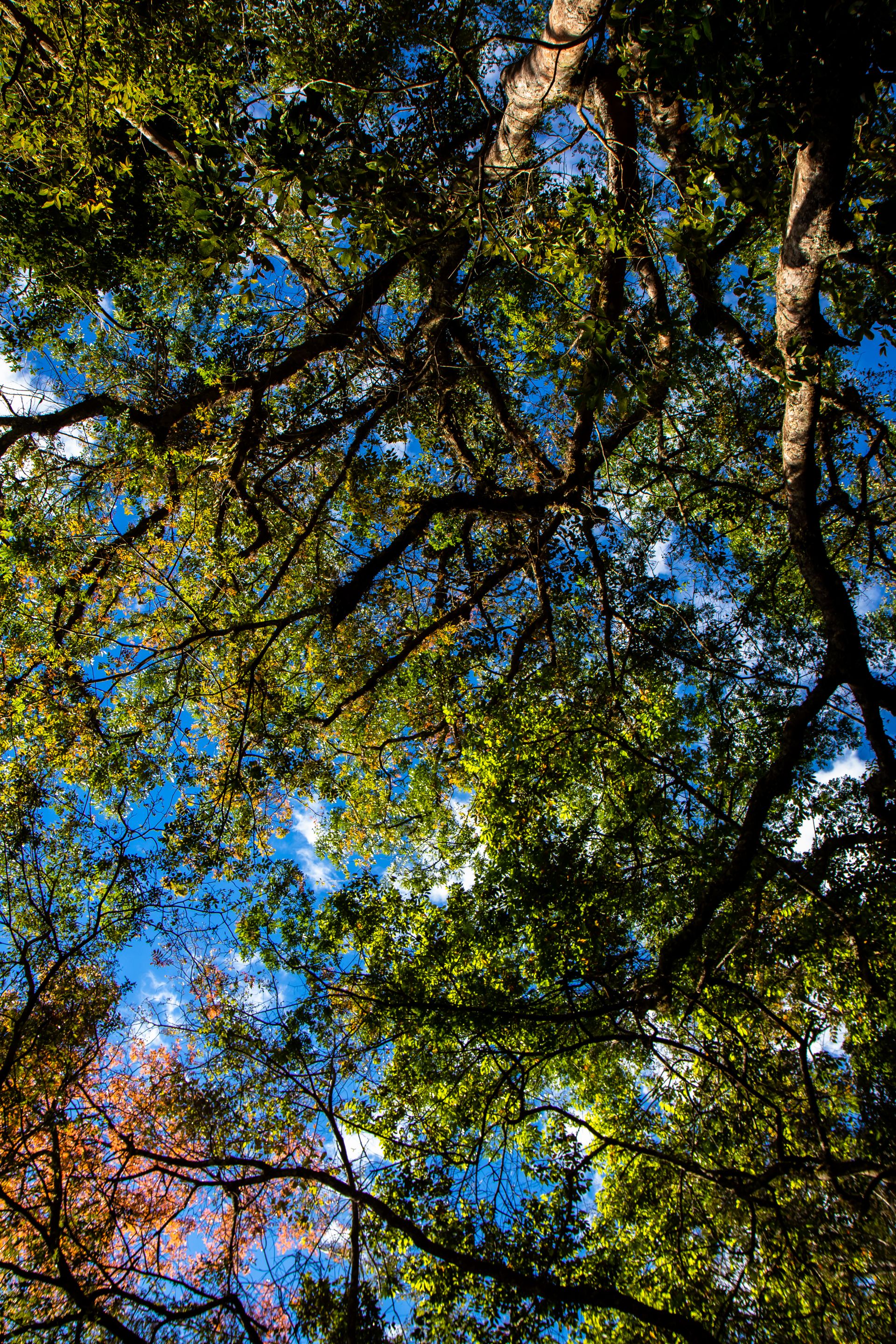 Canastra Feelings - 2 - 1