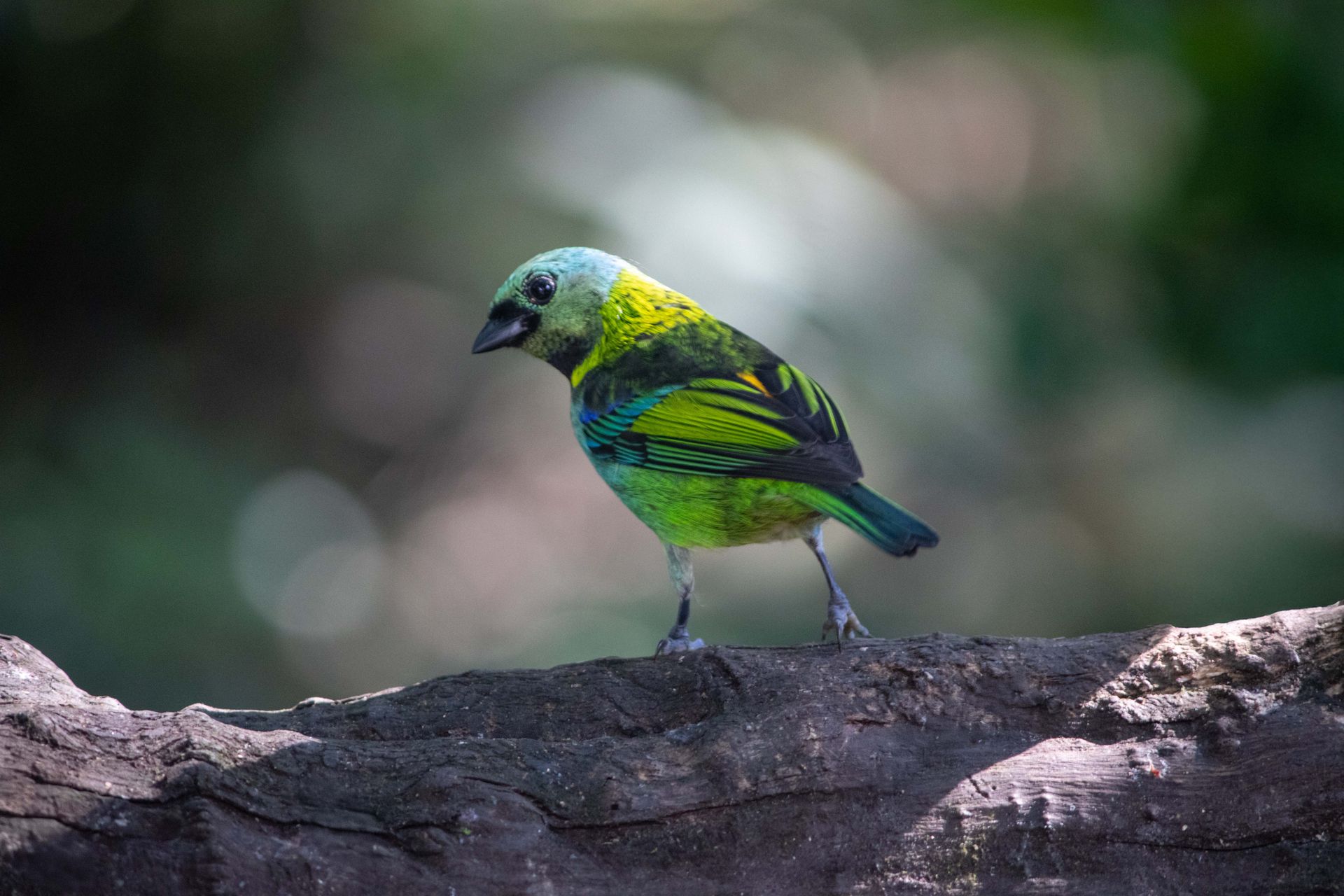 No coração da Mata Atlântica - 3 - 0