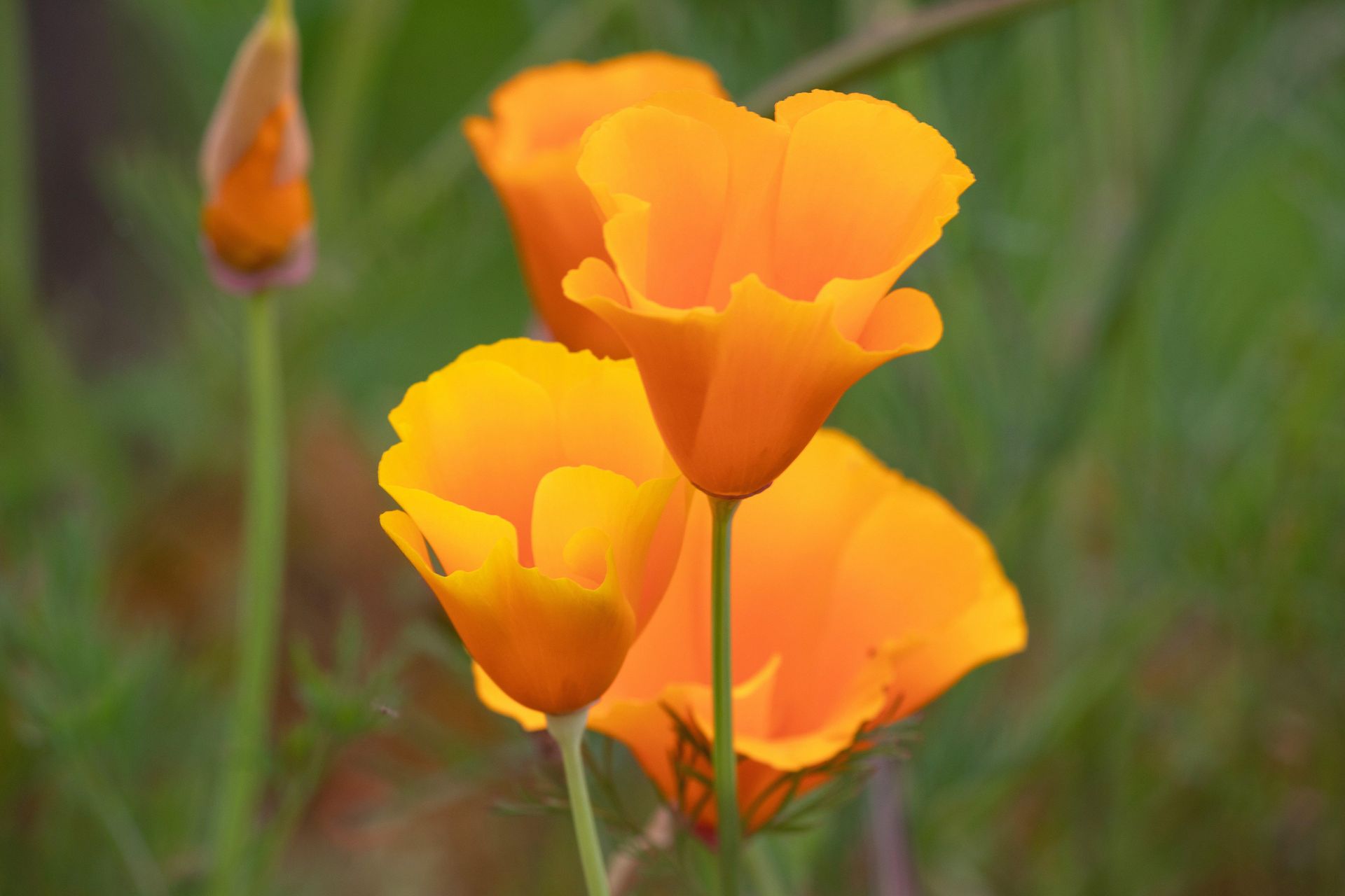 Gramado Inesquecível - 2 - 1