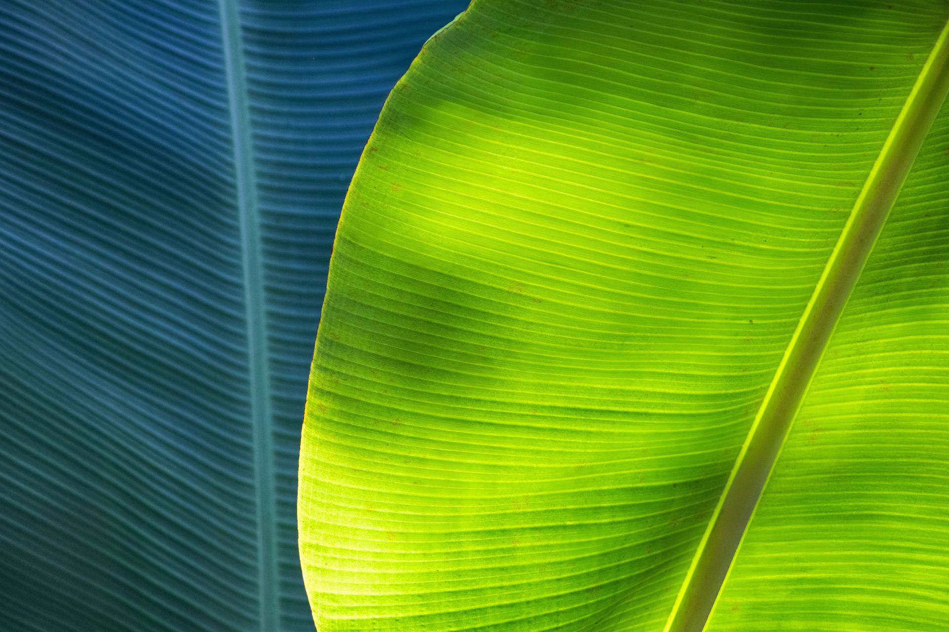 Banana Bamboo - 2 - 0