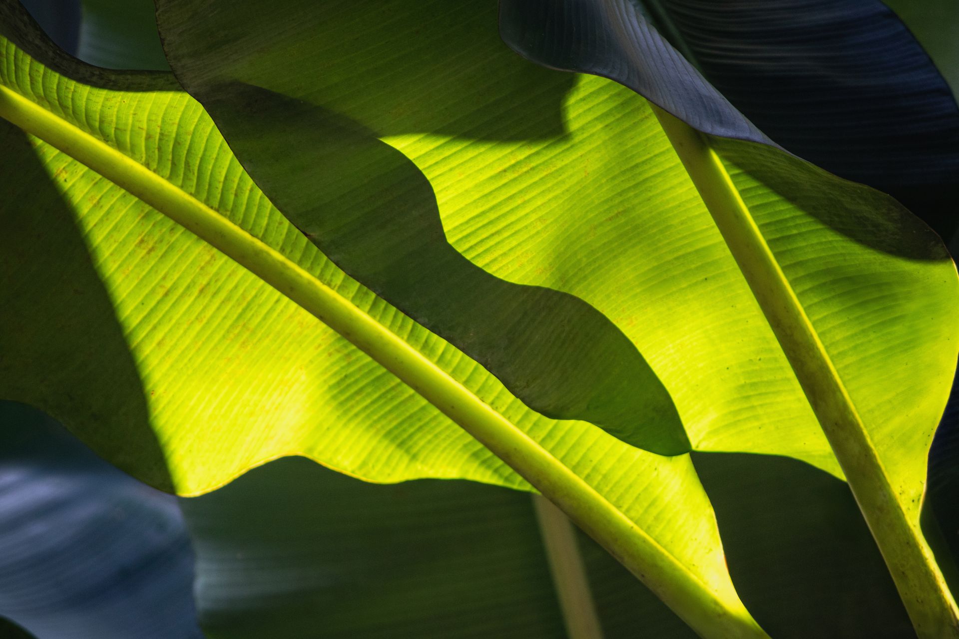 Banana Bamboo - 2 - 0