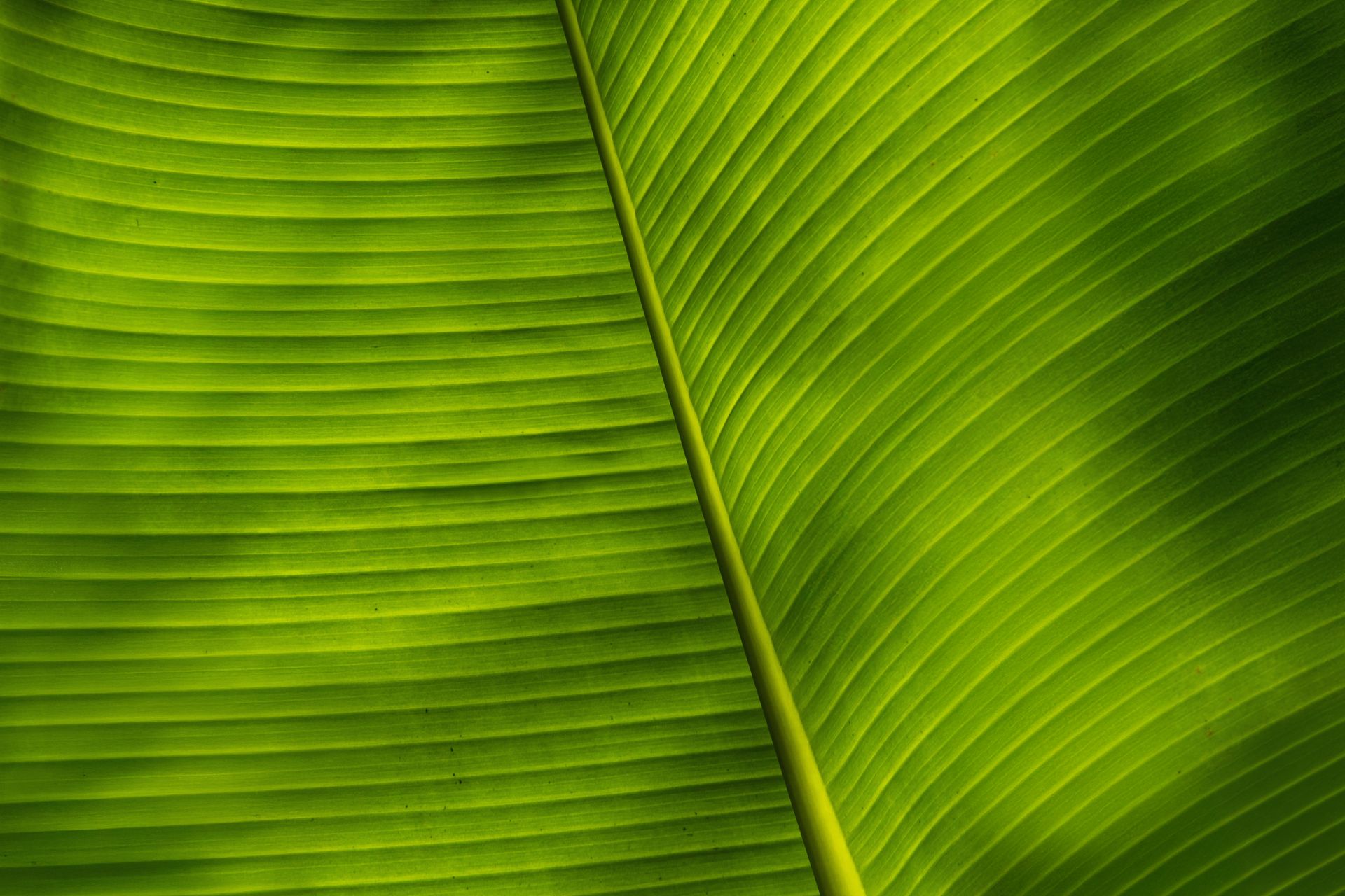 Banana Bamboo - 2 - 1