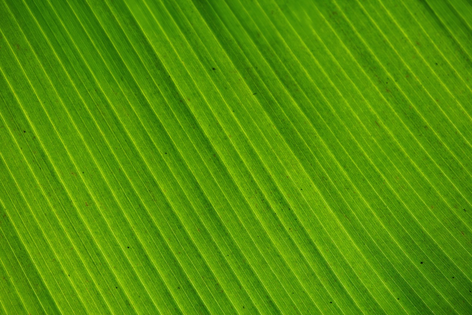 Banana Bamboo - 2 - 1