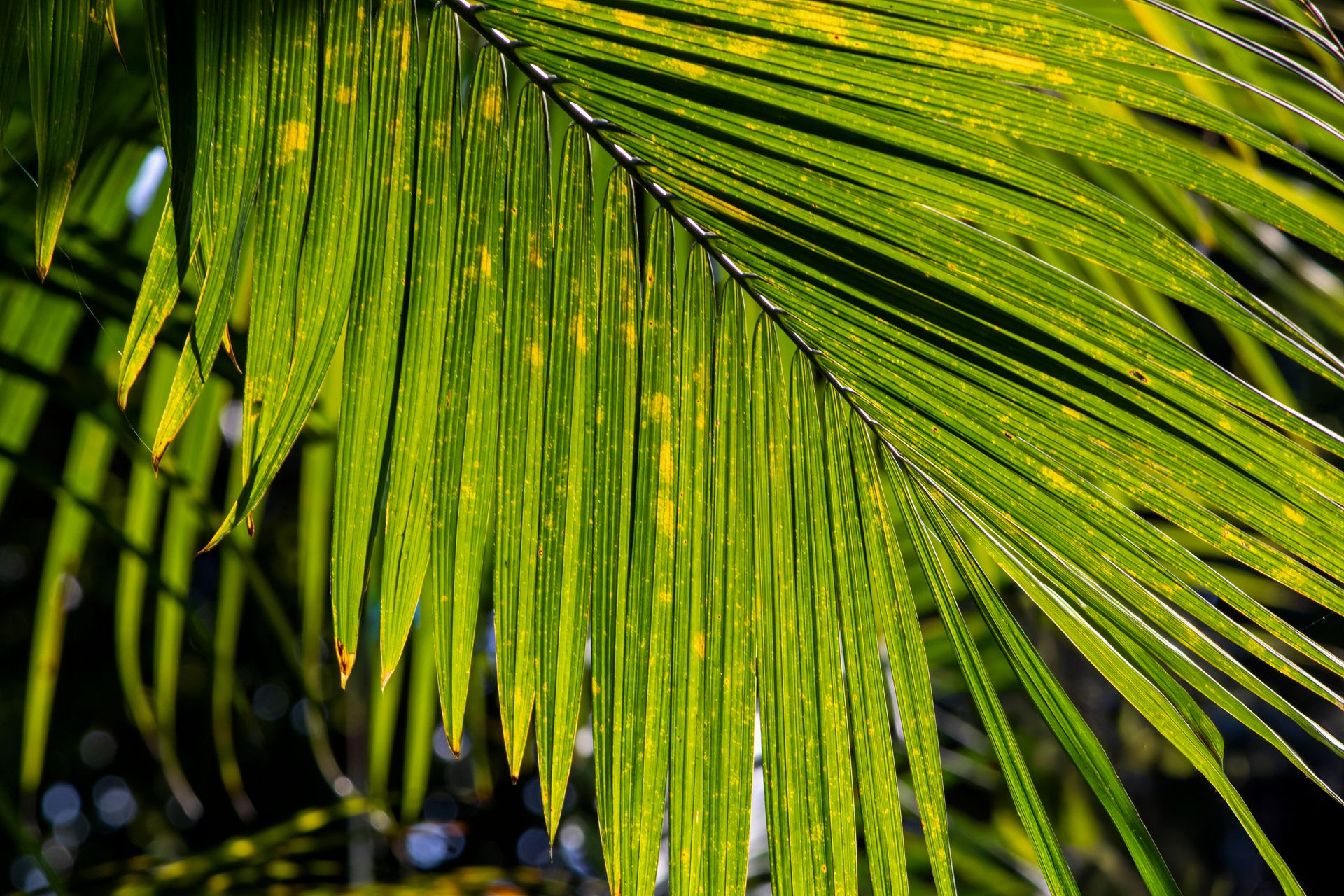 Banana Bamboo - 2 - 0