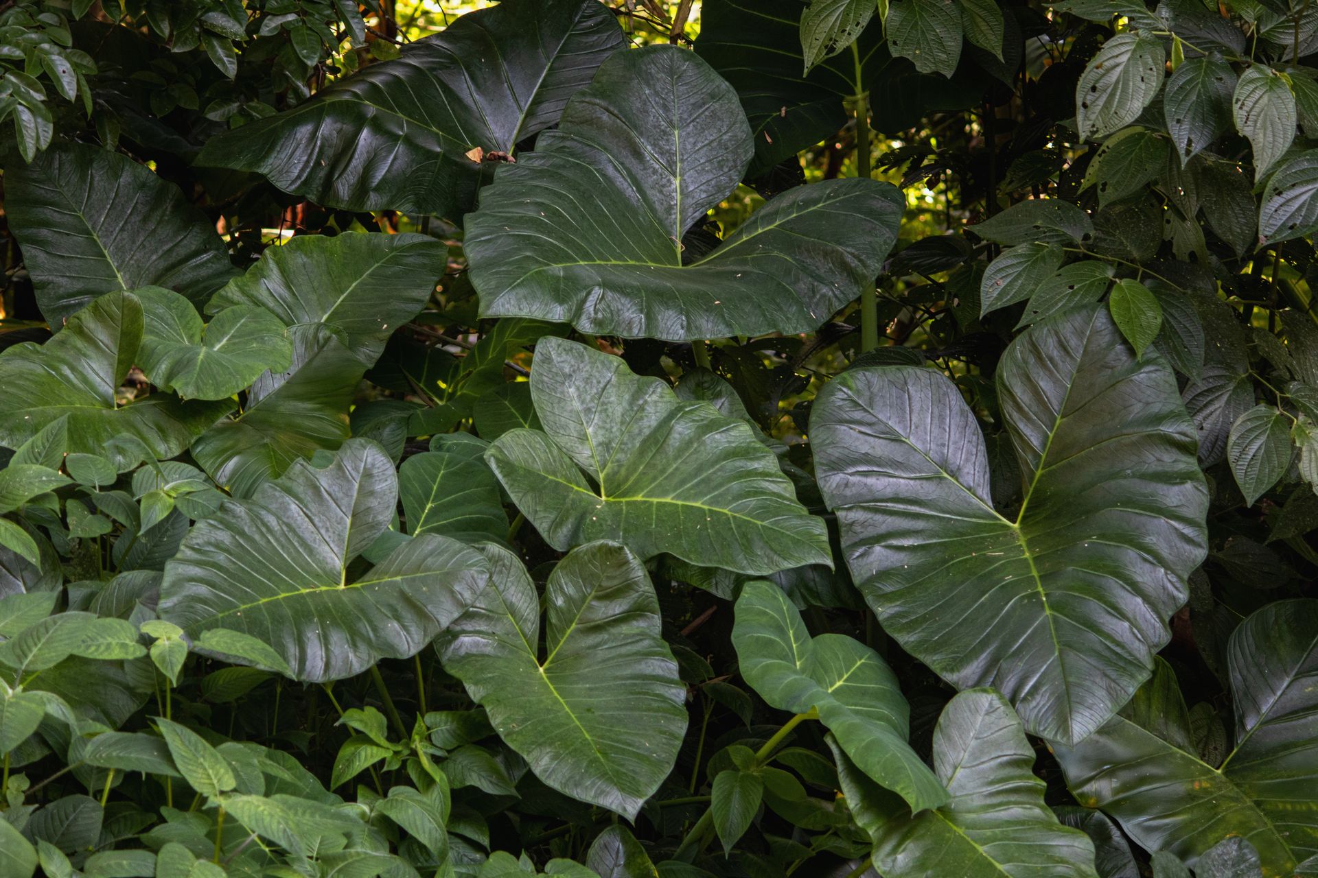 Banana Bamboo - 2 - 0