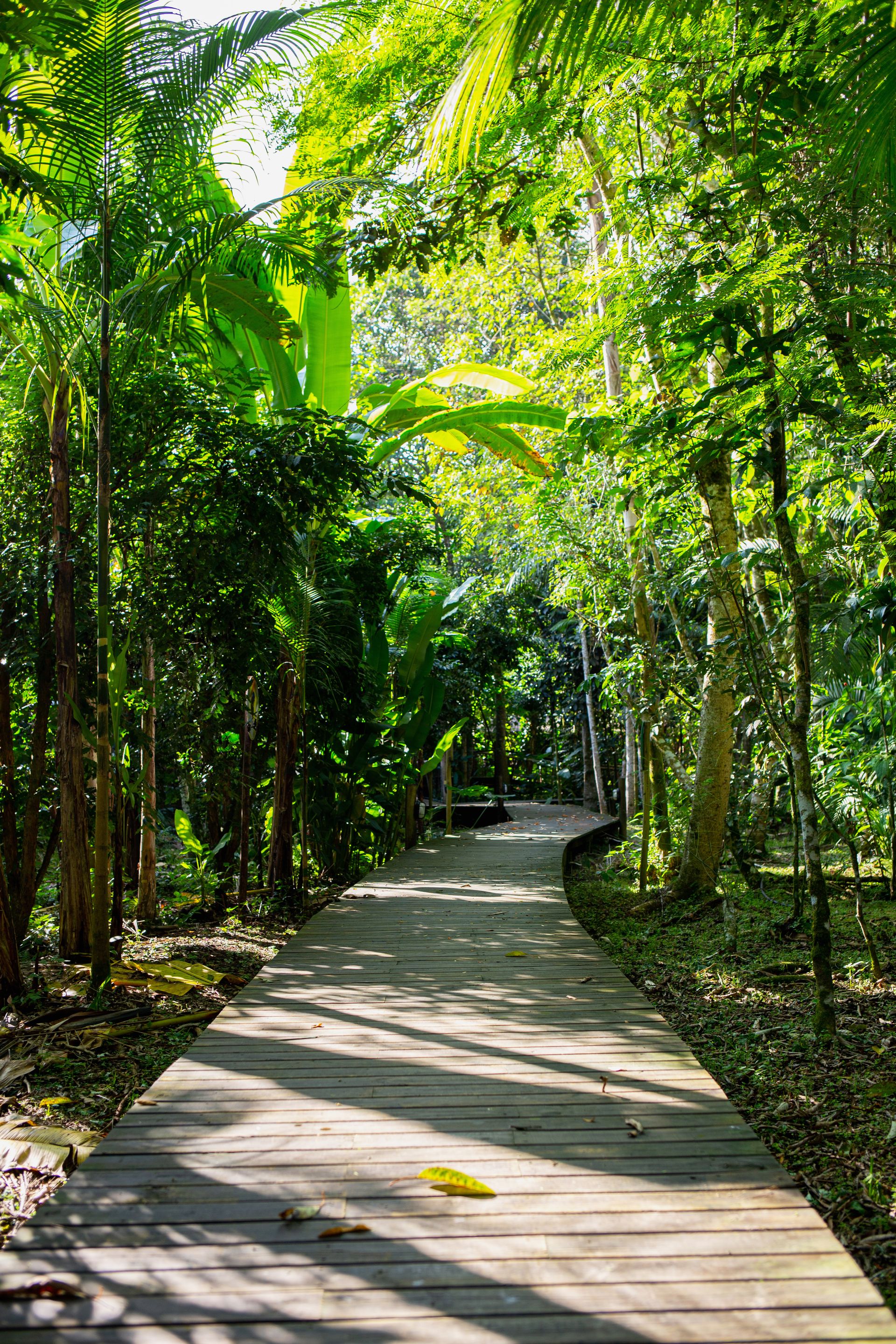 Banana Bamboo - 2 - 1