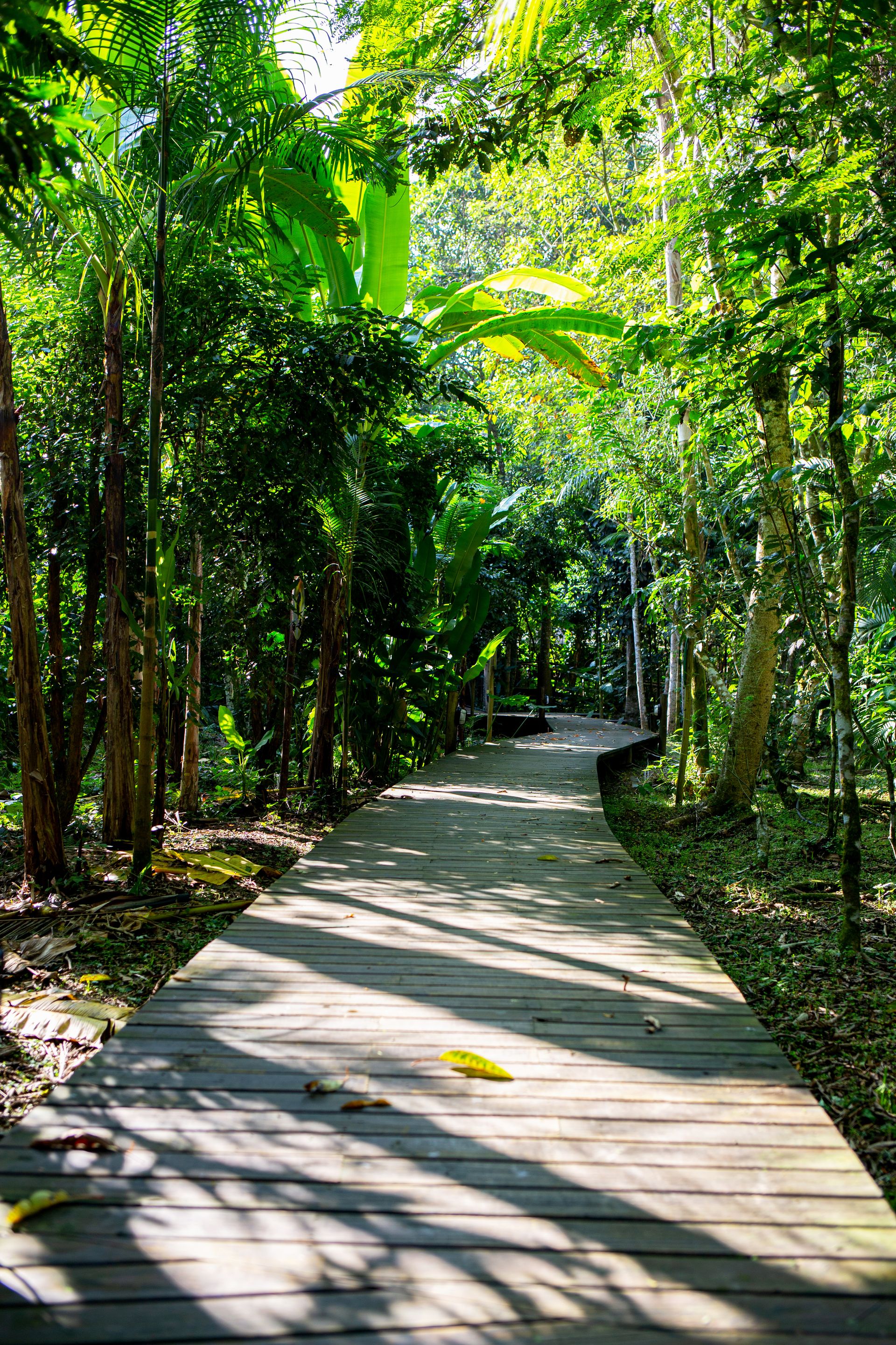 Banana Bamboo - 2 - 0