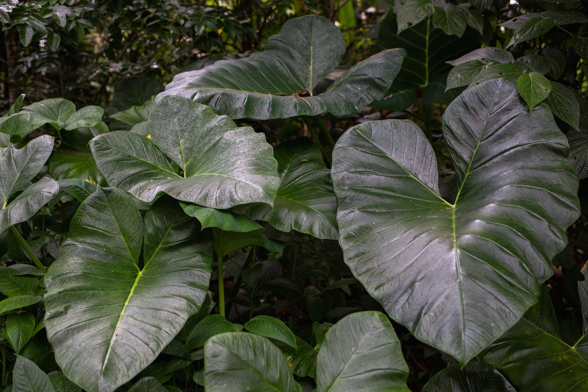 Banana Bamboo - 2 - 1