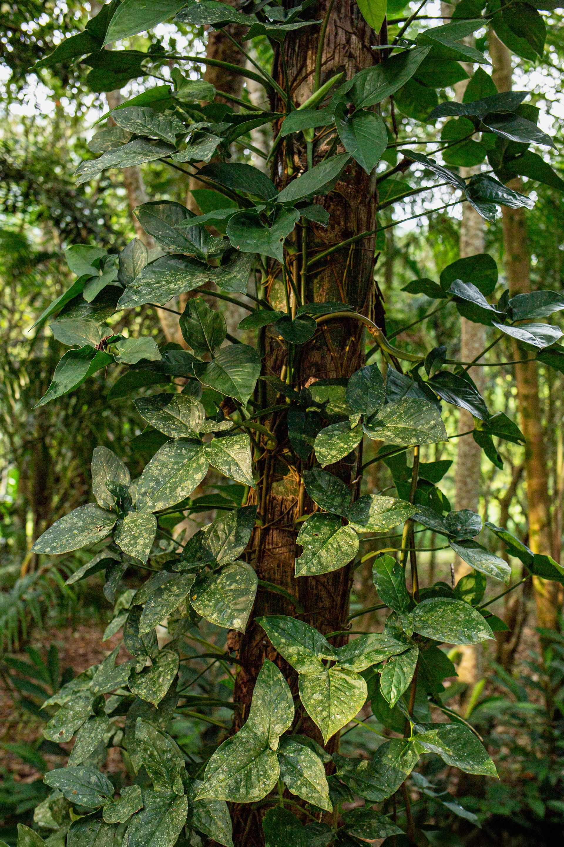 Banana Bamboo - 2 - 1