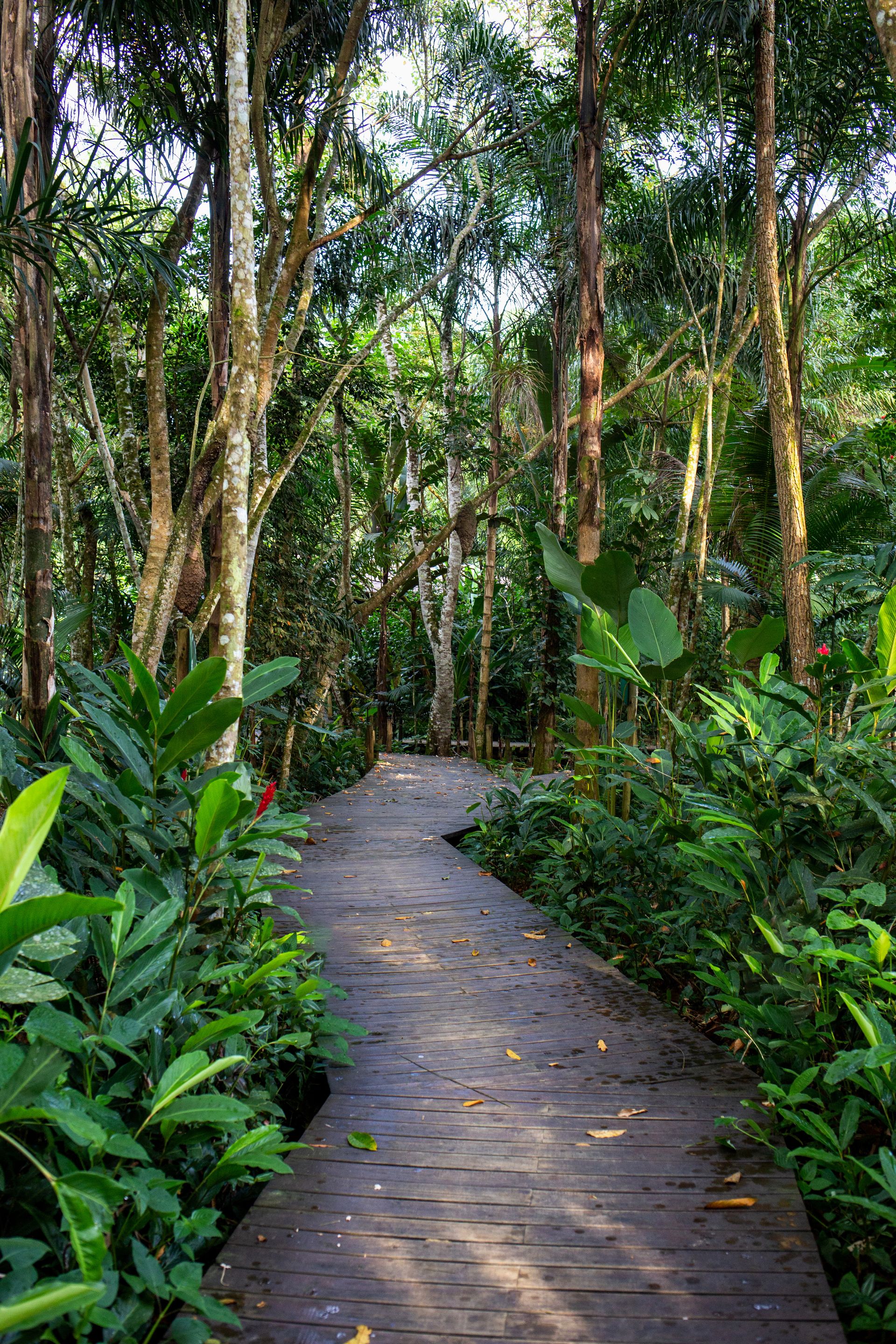 Banana Bamboo - 2 - 0