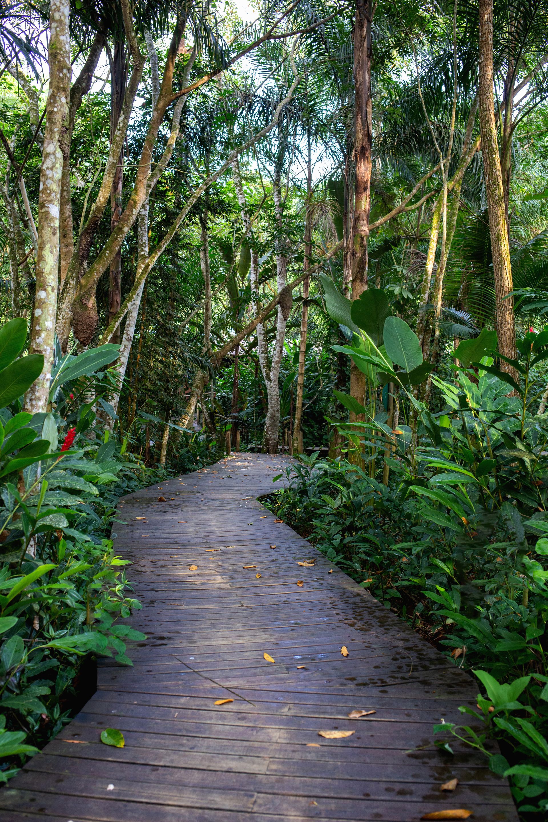 Banana Bamboo - 2 - 1