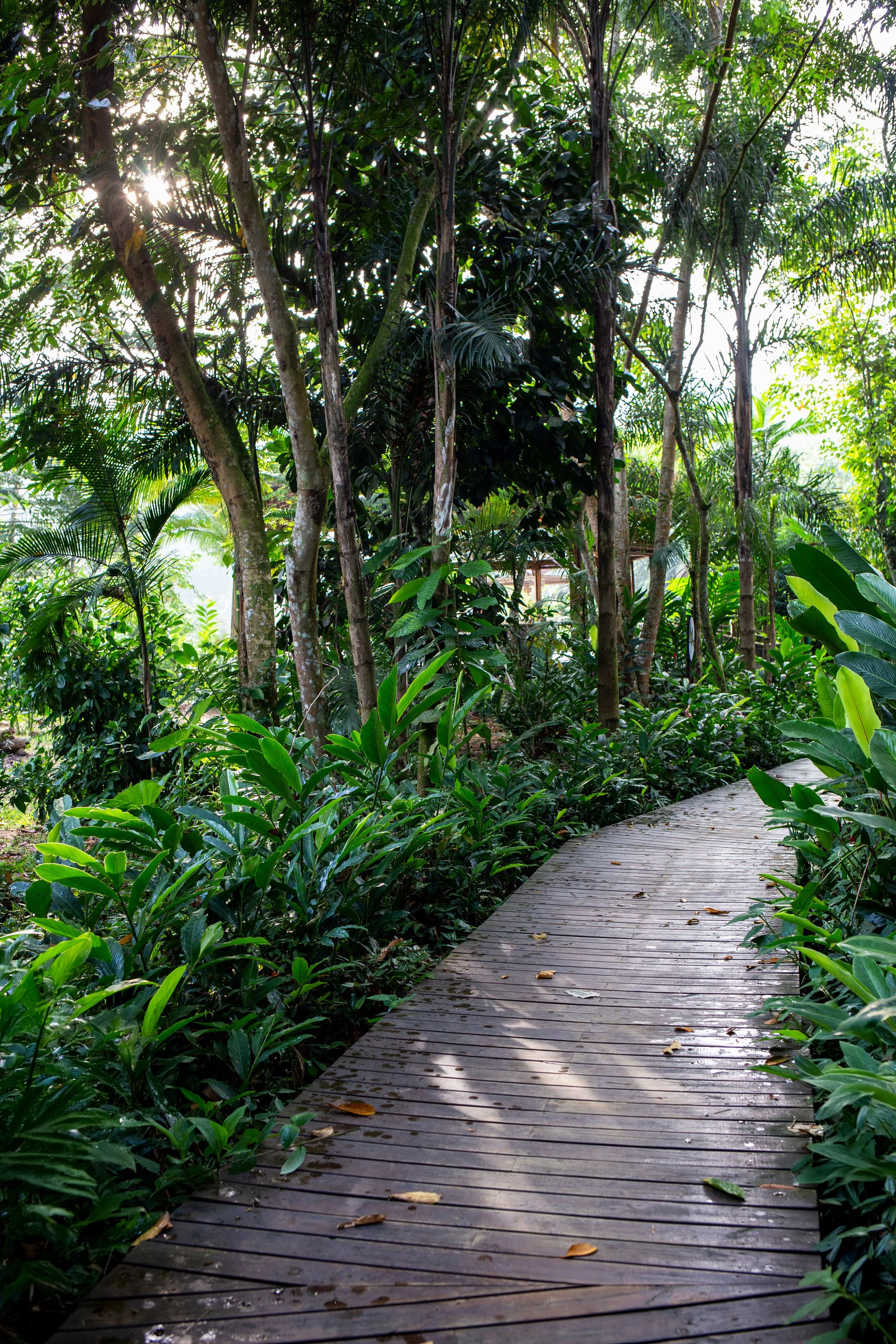 Banana Bamboo - 2 - 1