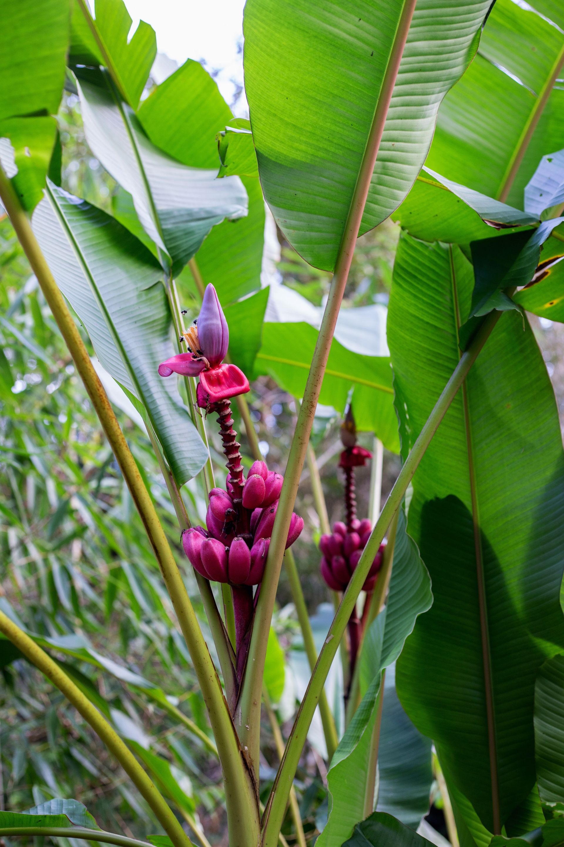 Banana Bamboo - 2 - 1