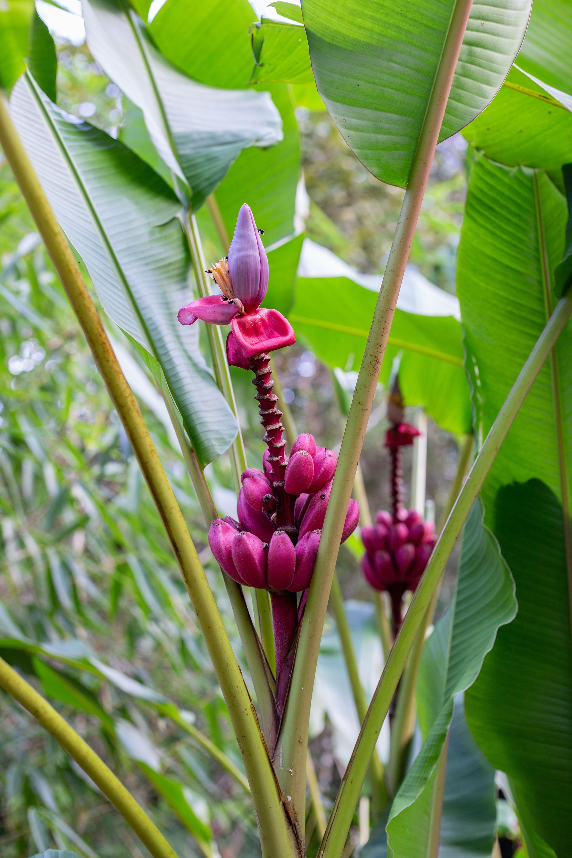 Banana Bamboo - 2 - 0