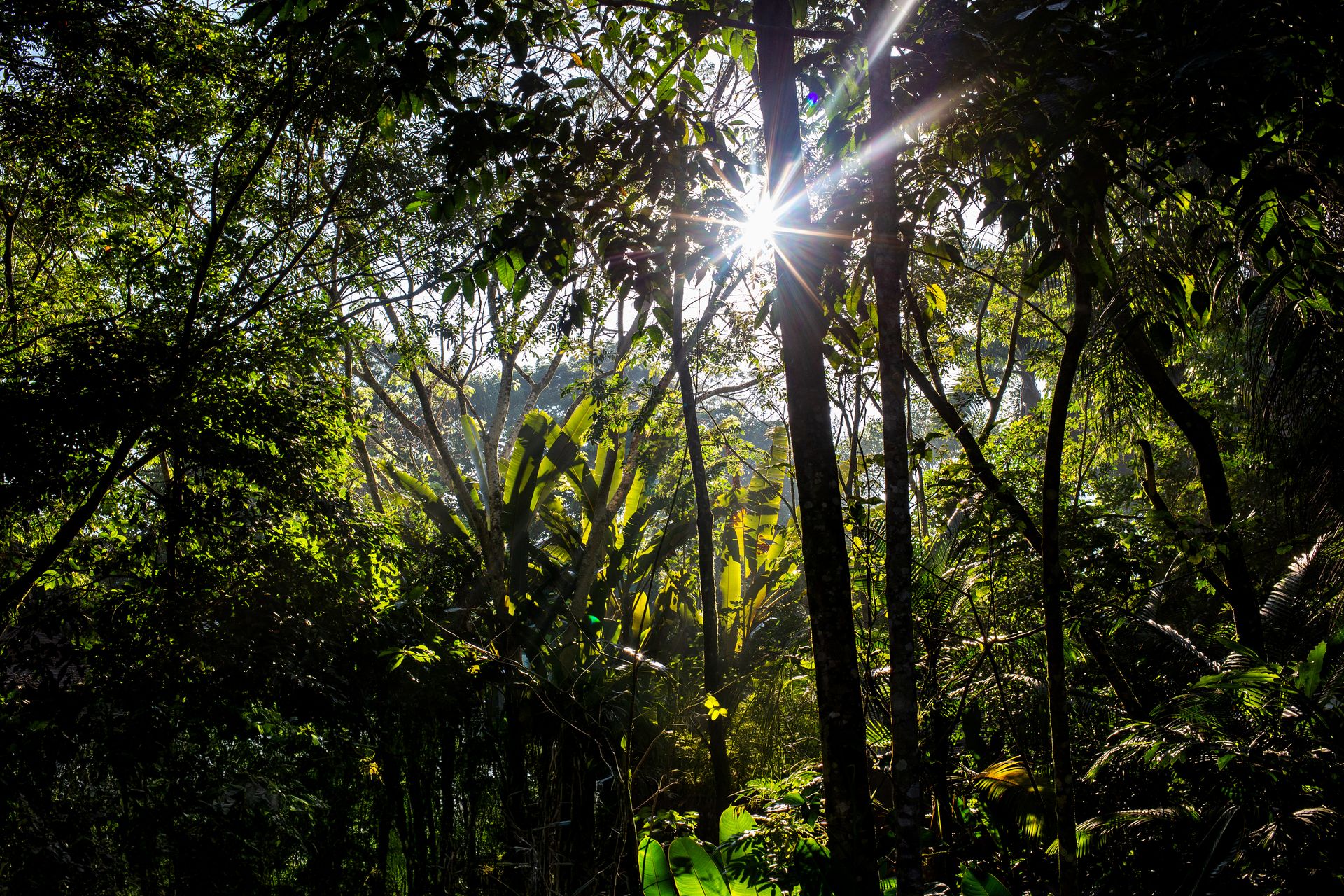 Banana Bamboo - 2 - 0