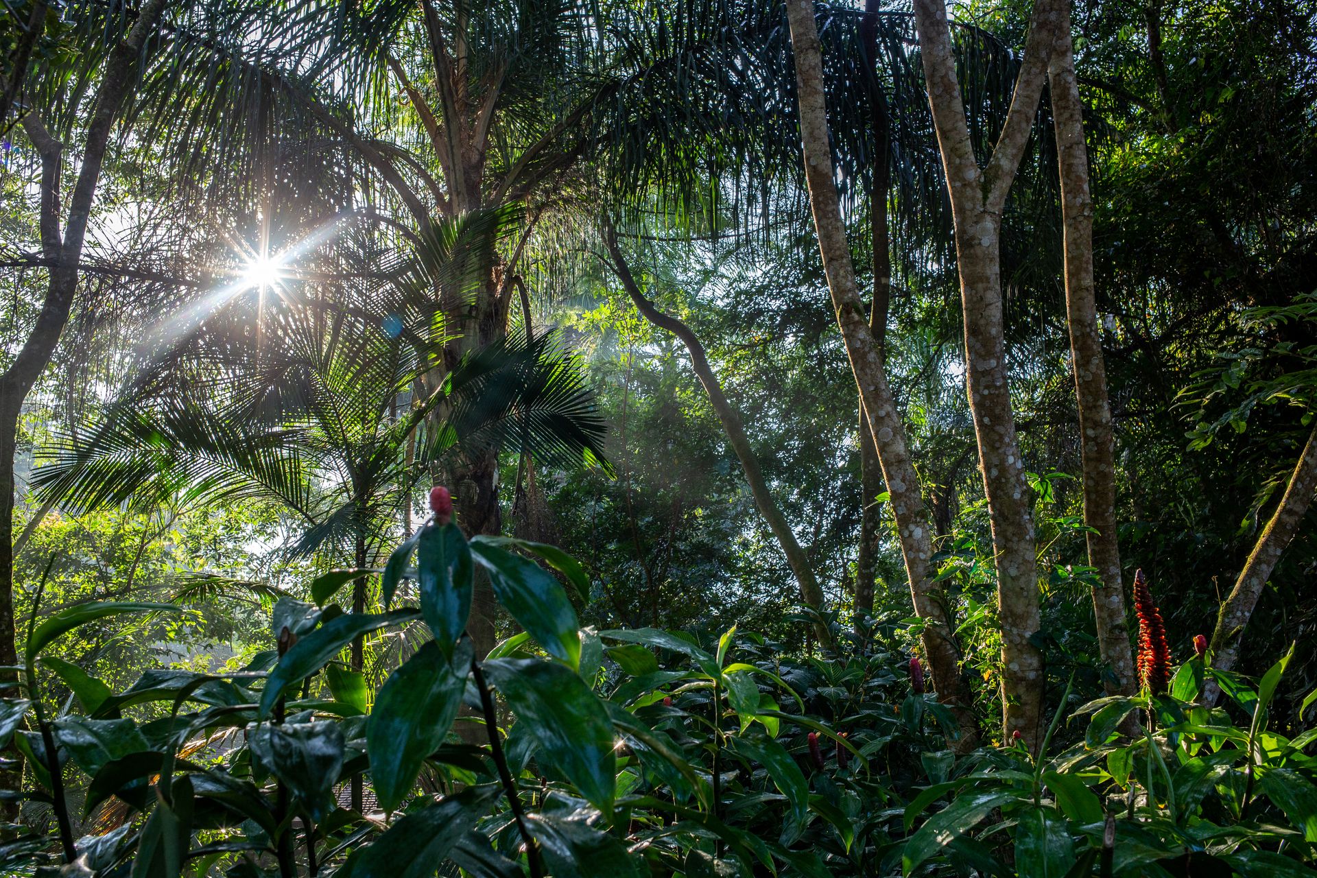 Banana Bamboo - 2 - 1