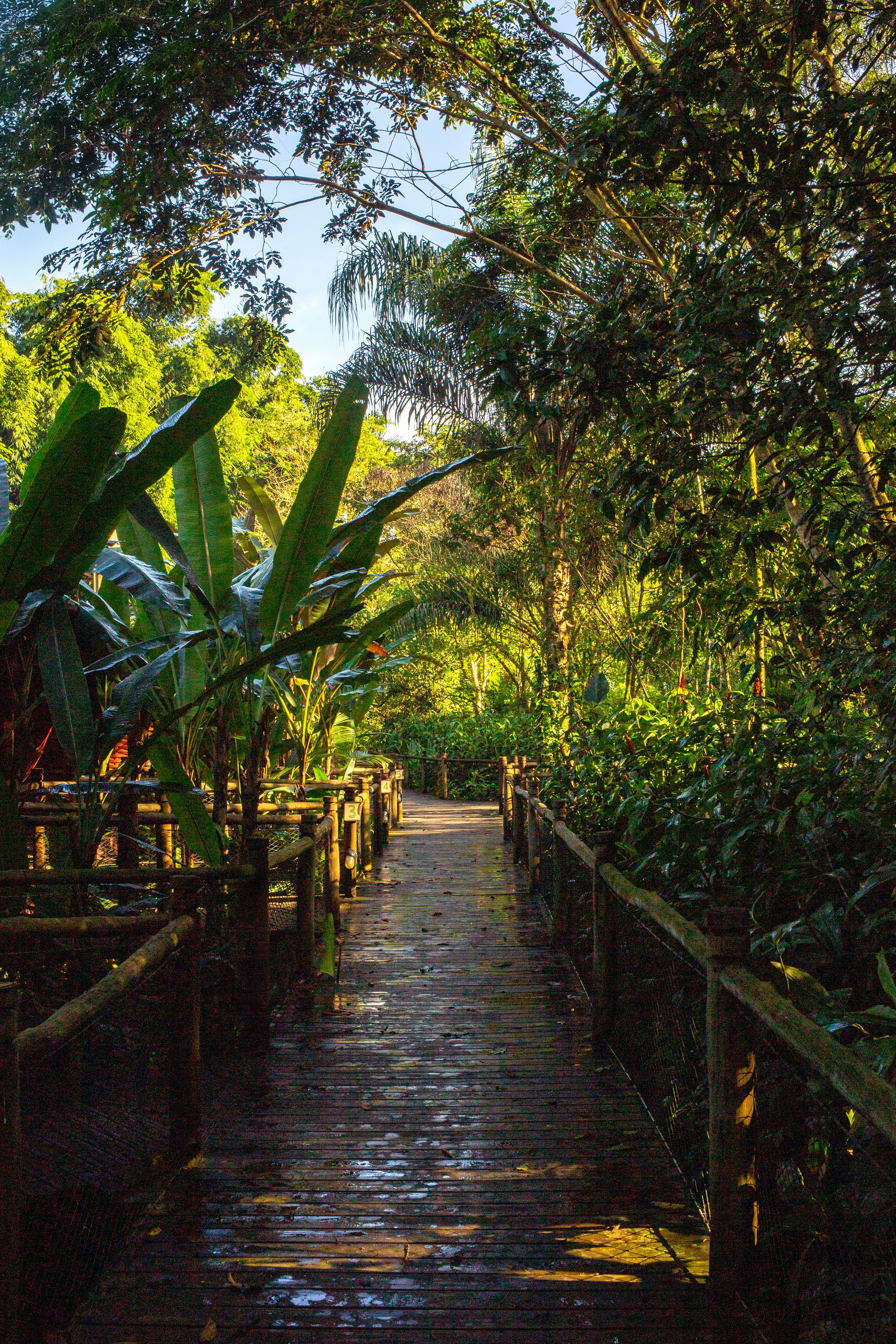 Banana Bamboo - 2 - 0