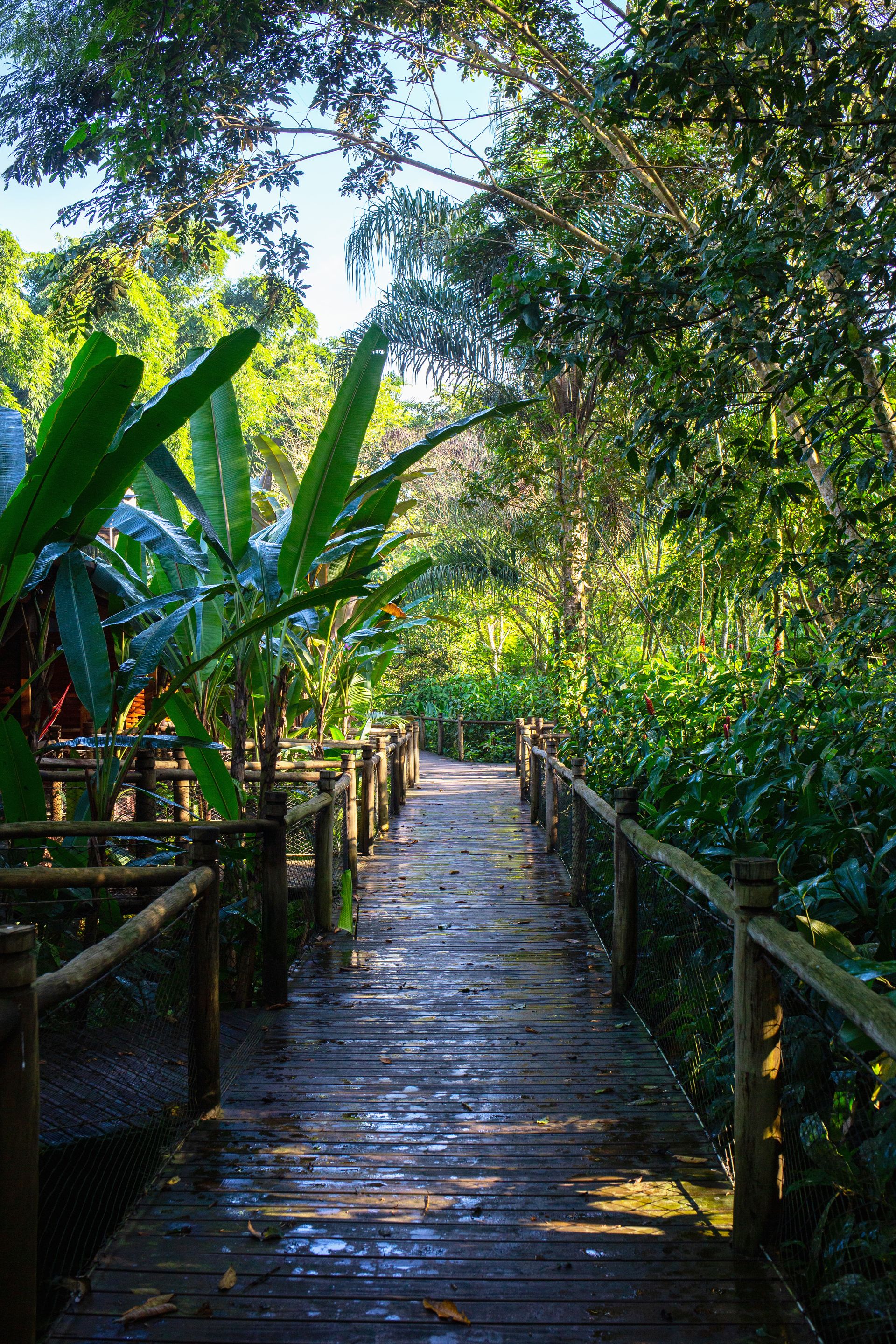 Banana Bamboo - 2 - 0