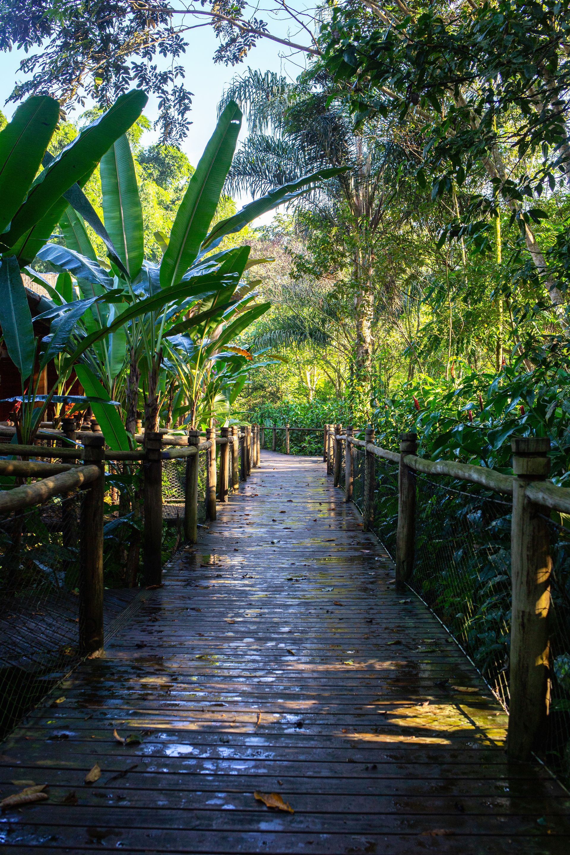 Banana Bamboo - 2 - 1