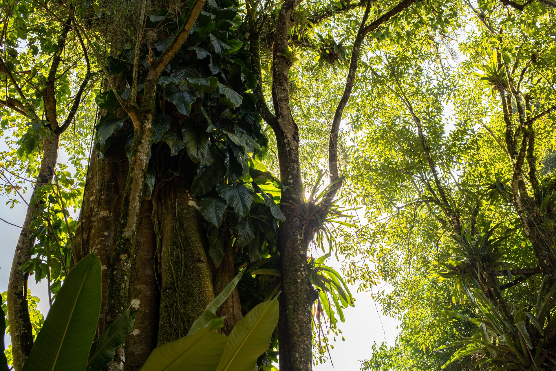 Banana Bamboo - 2 - 0