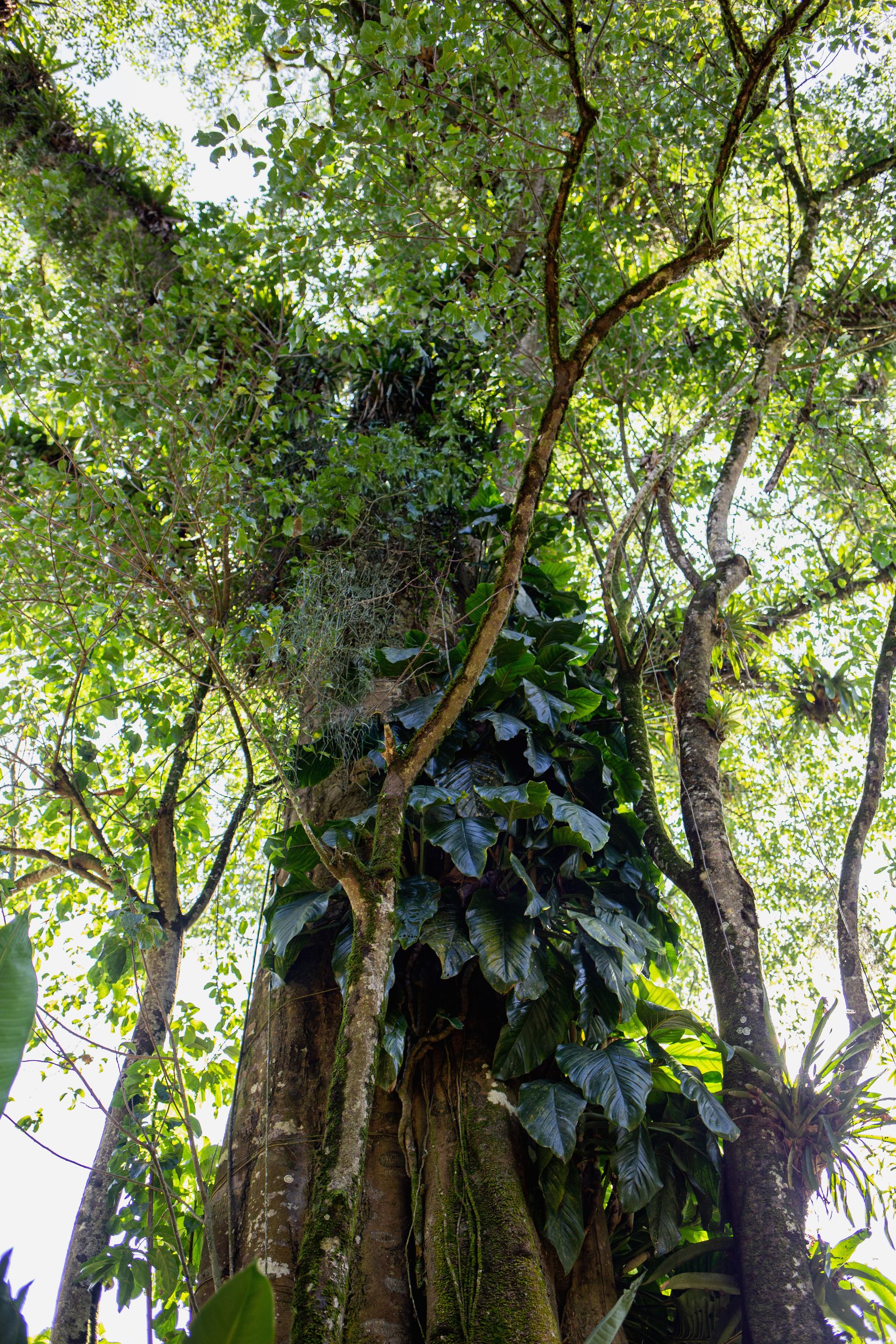 Banana Bamboo - 2 - 1