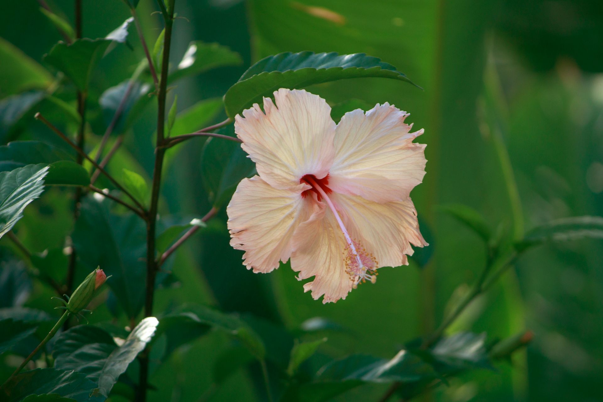 Meus Caminhos, Minha Ilha - Morro de São Paulo - 2 - 1