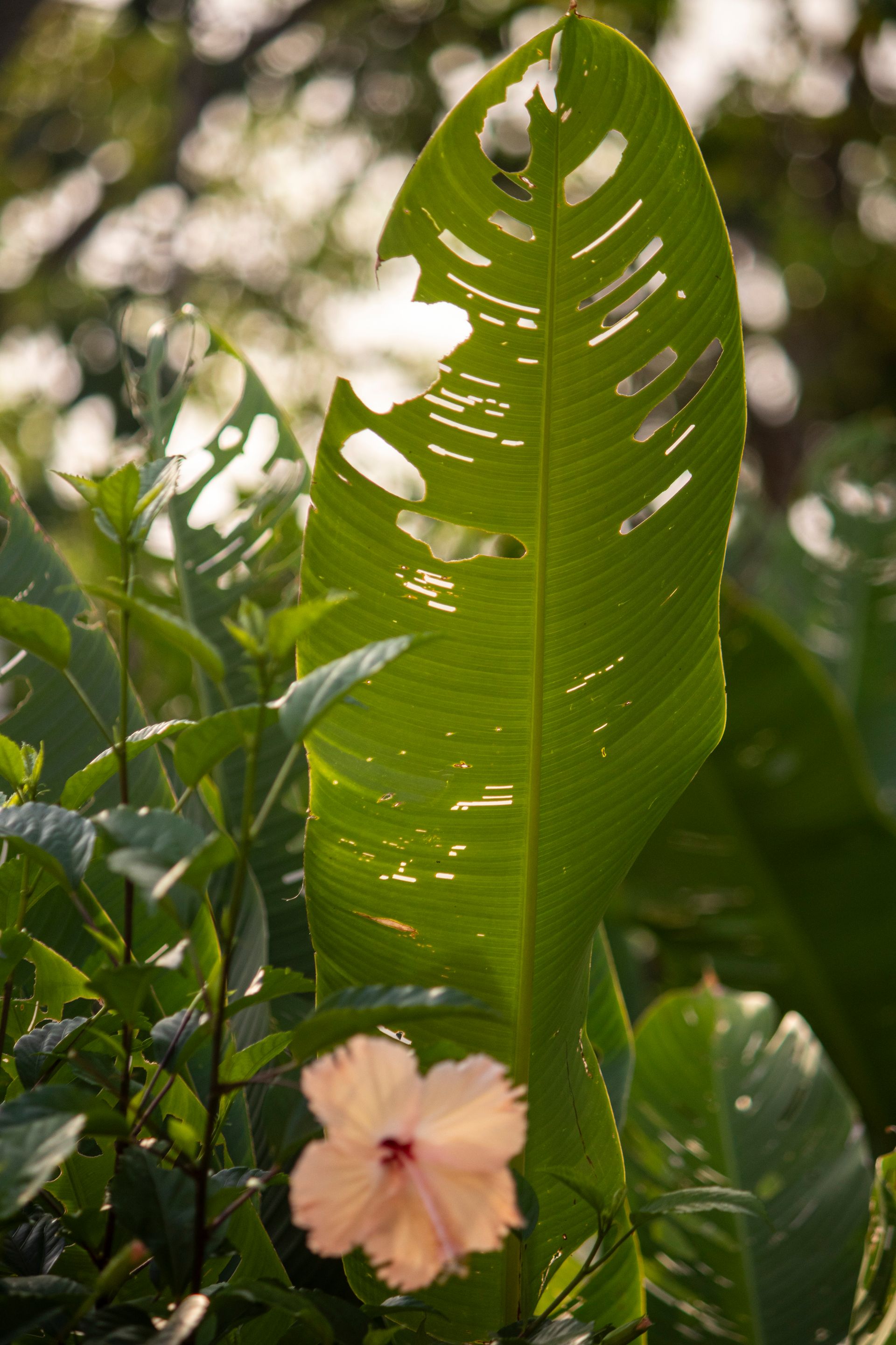 Meus Caminhos, Minha Ilha - Morro de São Paulo - 2 - 0