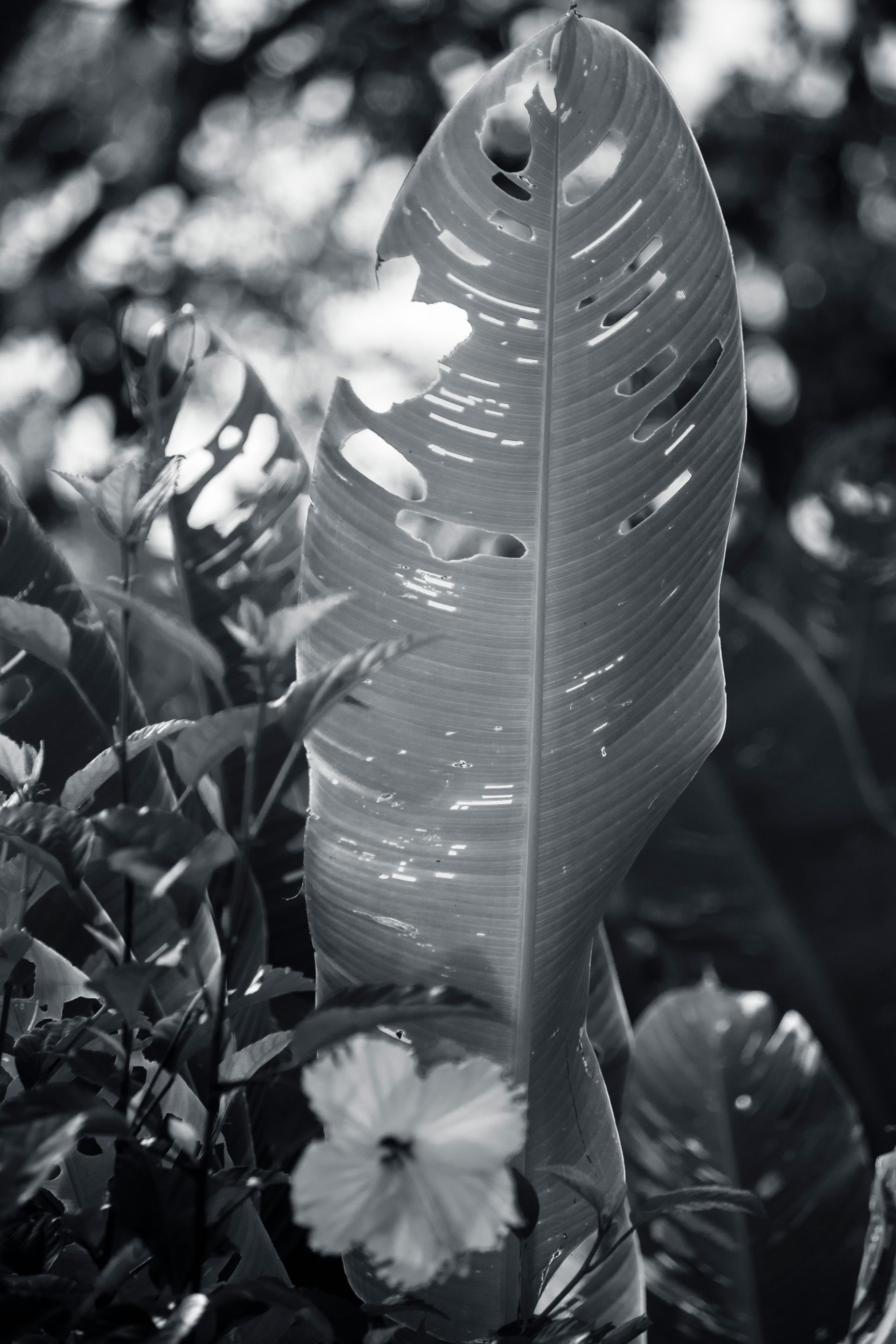 Meus Caminhos, Minha Ilha - Morro de São Paulo - 2 - 0