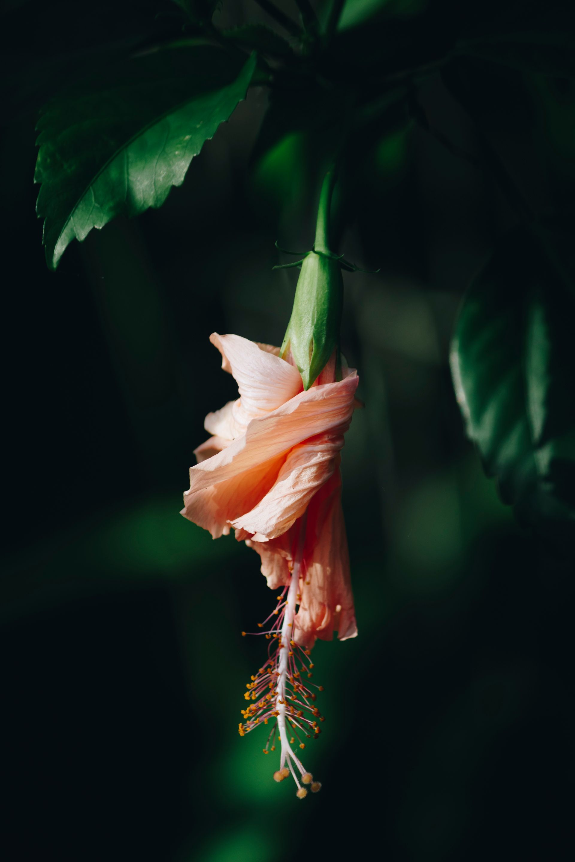 Meus Caminhos, Minha Ilha - Morro de São Paulo - 2 - 0