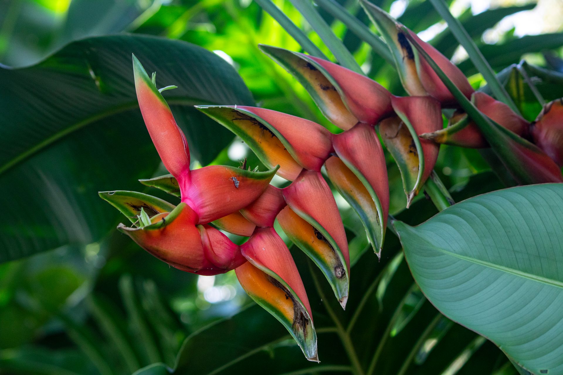 Meus Caminhos, Minha Ilha - Morro de São Paulo - 2 - 0