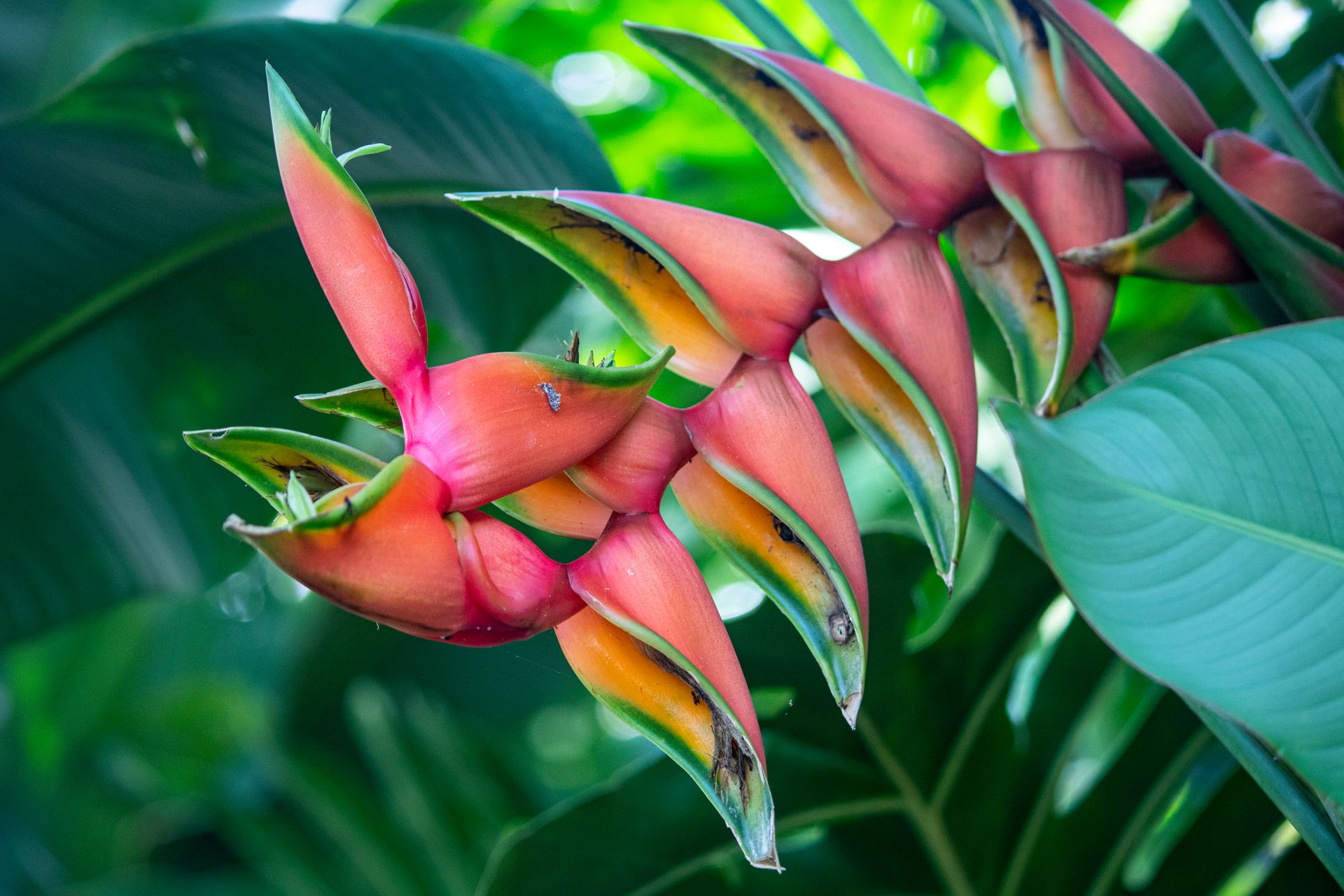 Meus Caminhos, Minha Ilha - Morro de São Paulo - 2 - 1