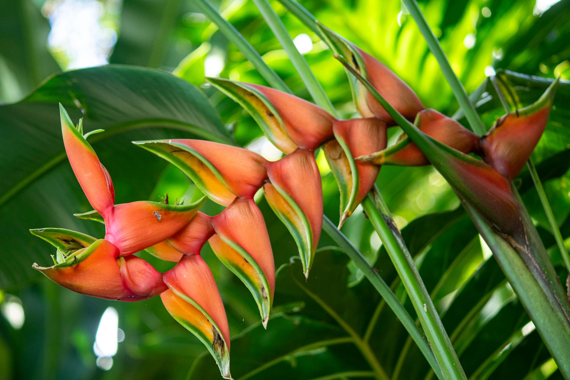 Meus Caminhos, Minha Ilha - Morro de São Paulo - 2 - 1